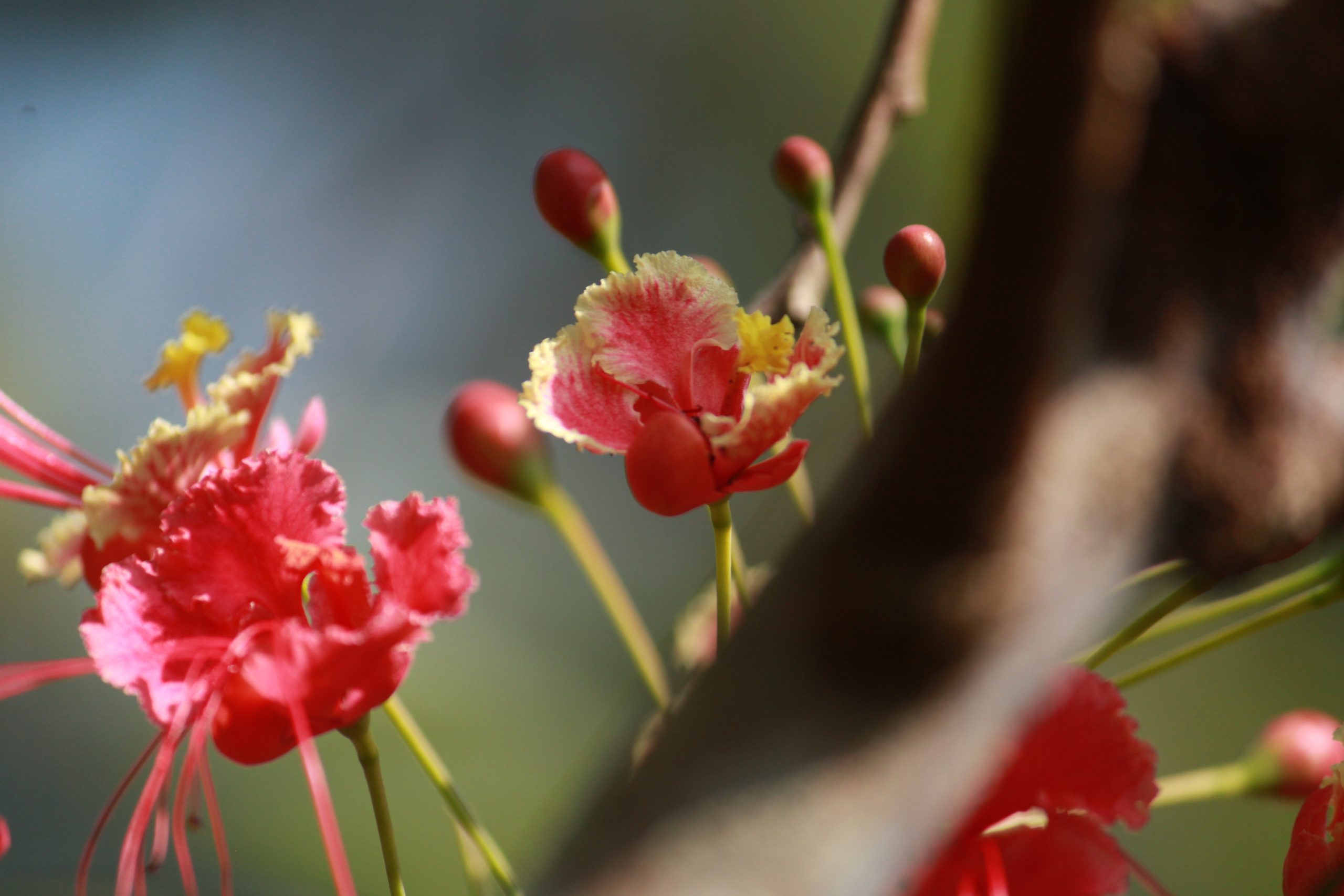 Flowering plant