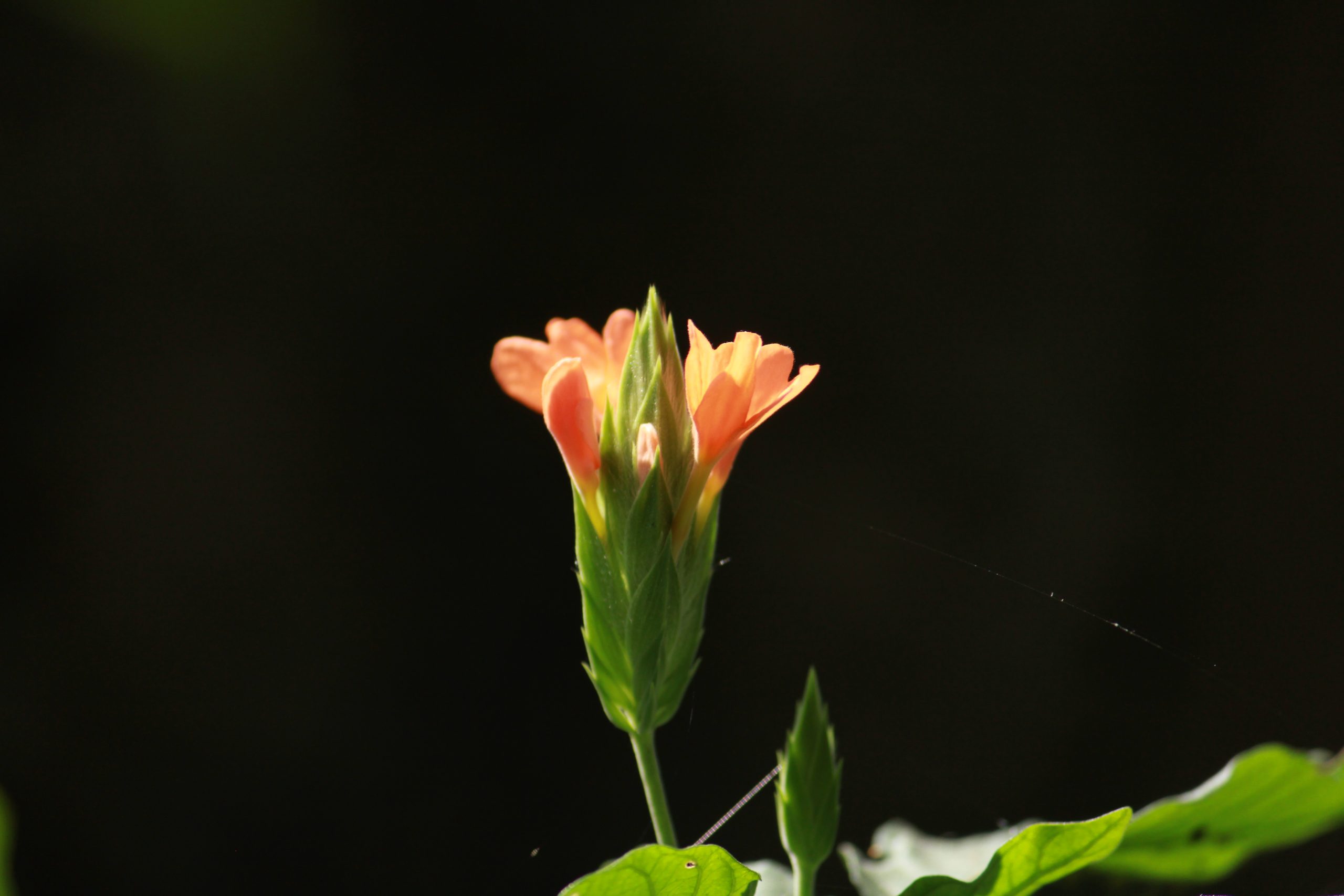 Flowering plant