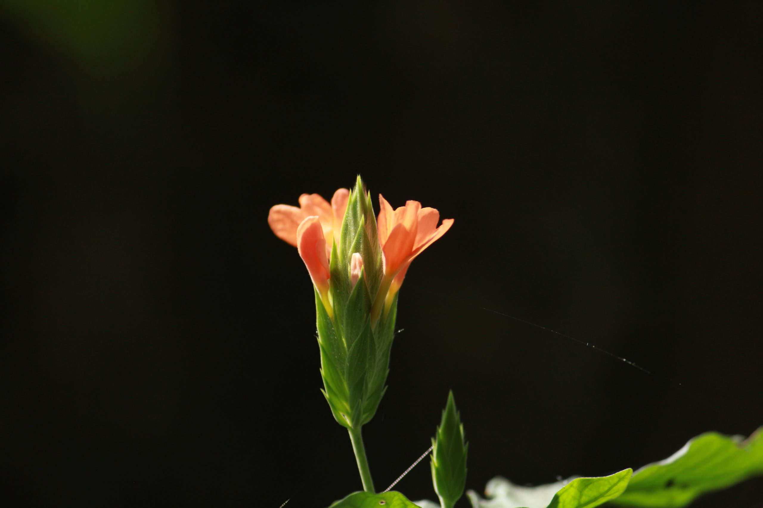 Early Blooming Bud