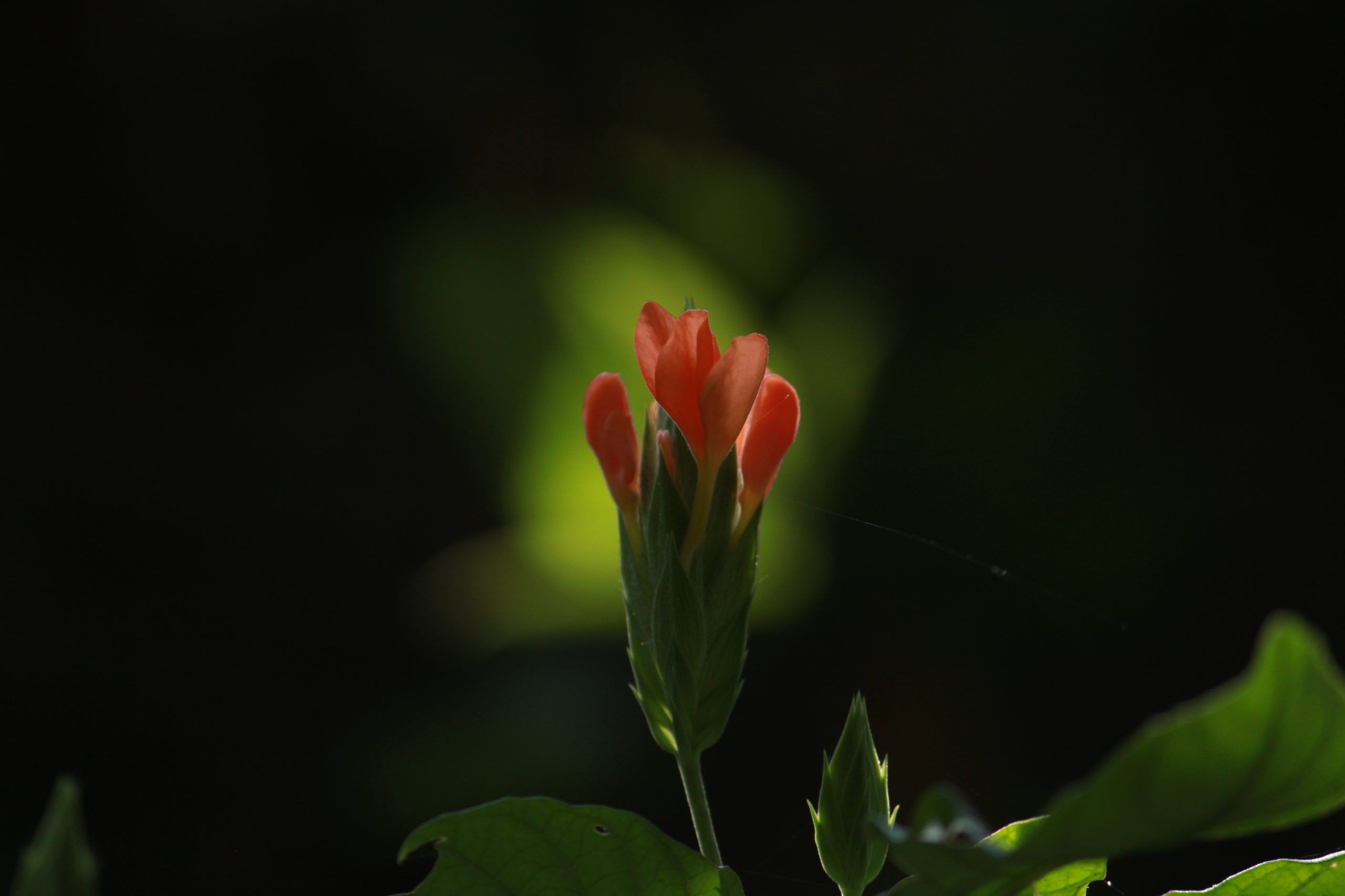 Flowering plant