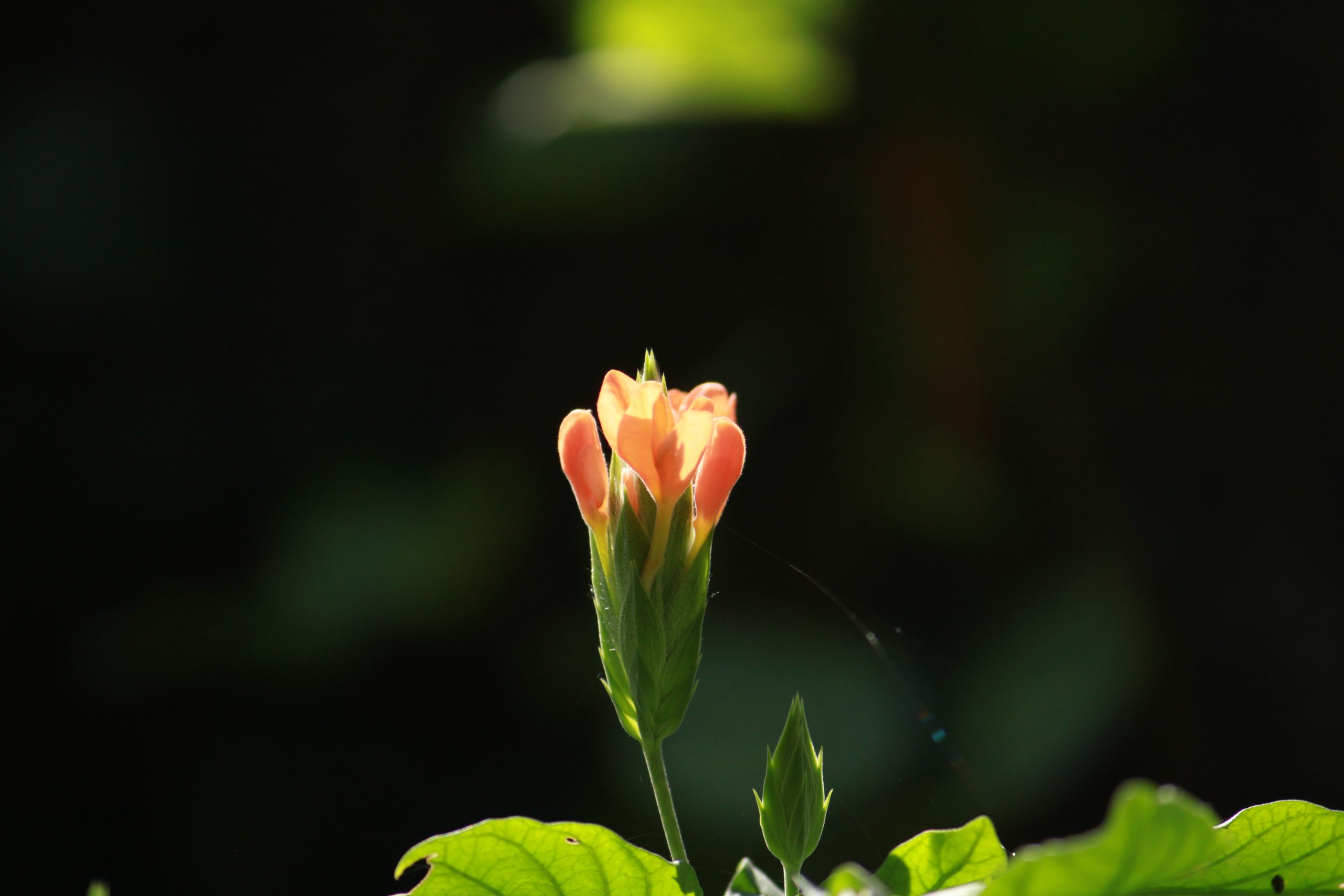 Flowering plant