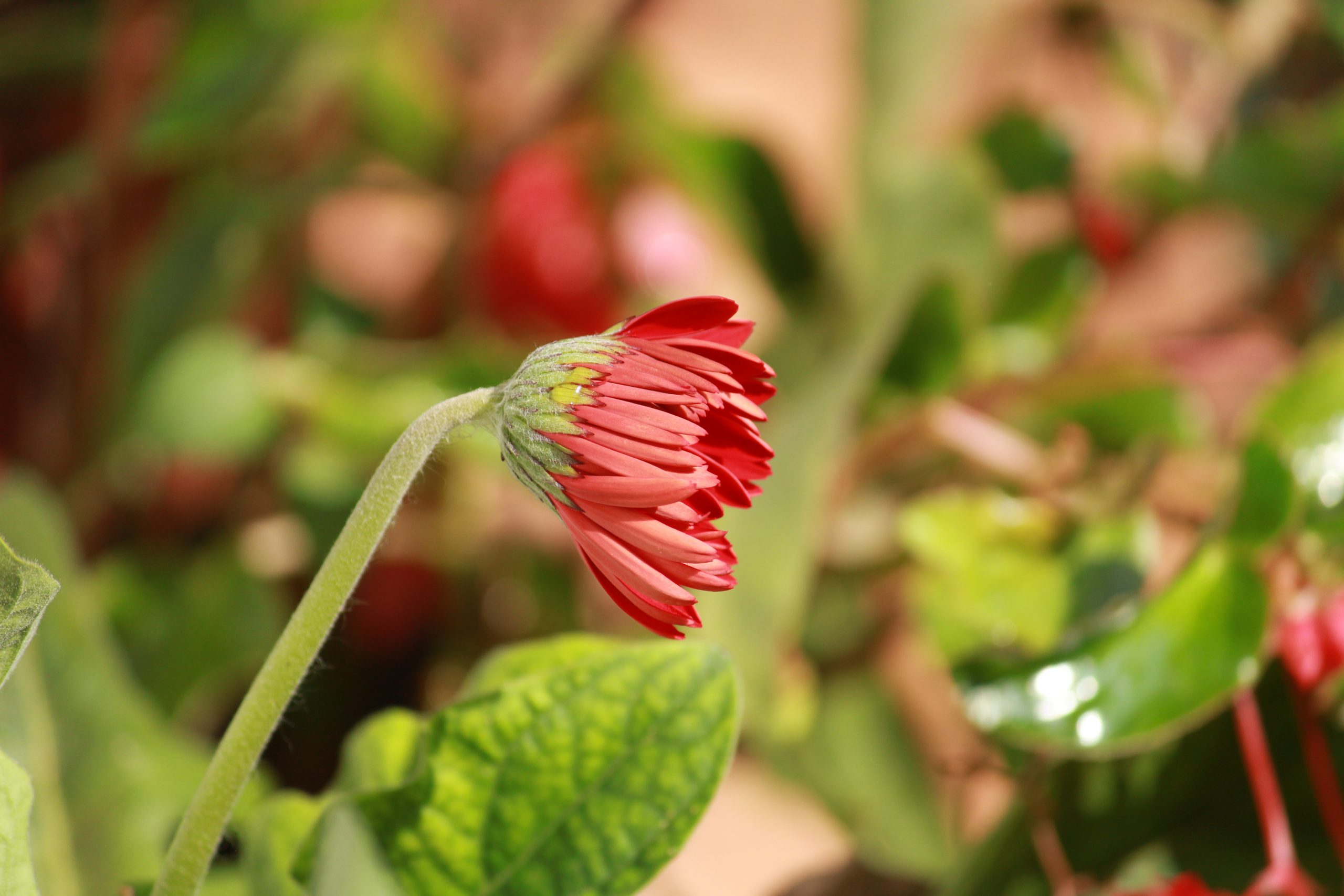 Flowering plant