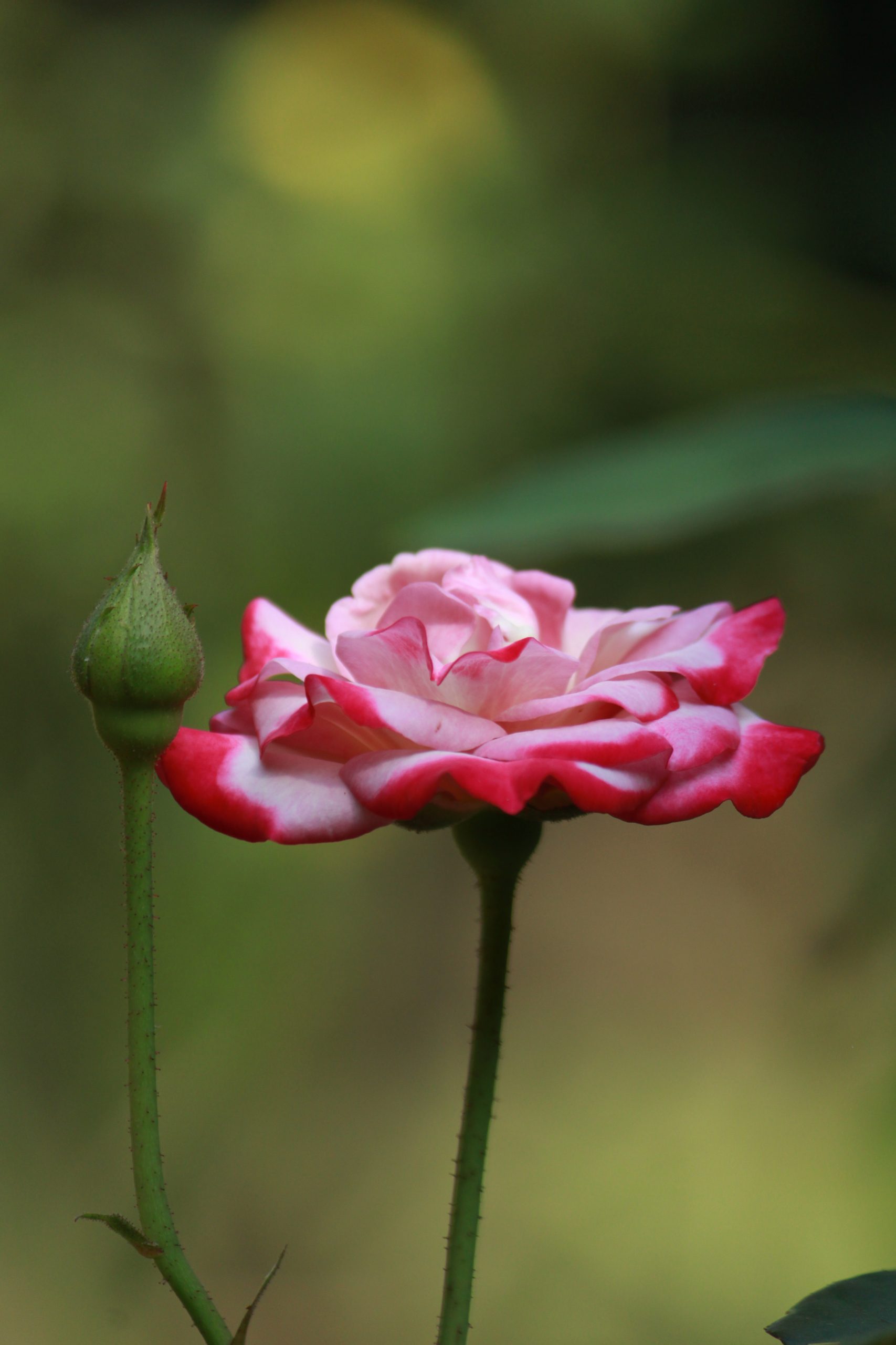 Flowering plant