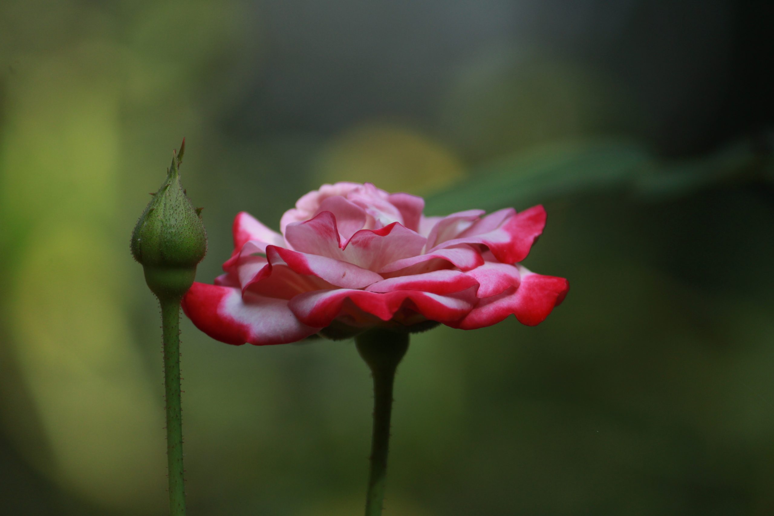 close up of a flower