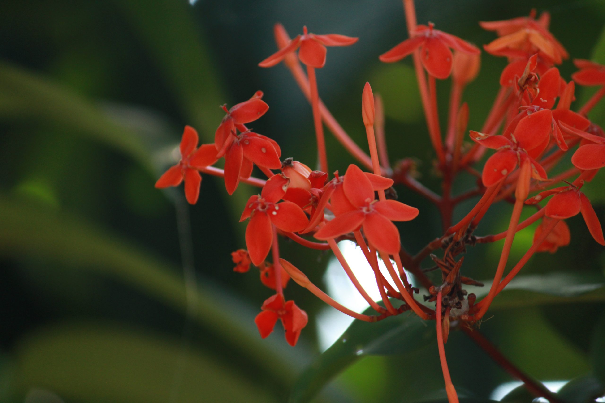 Flowering plant