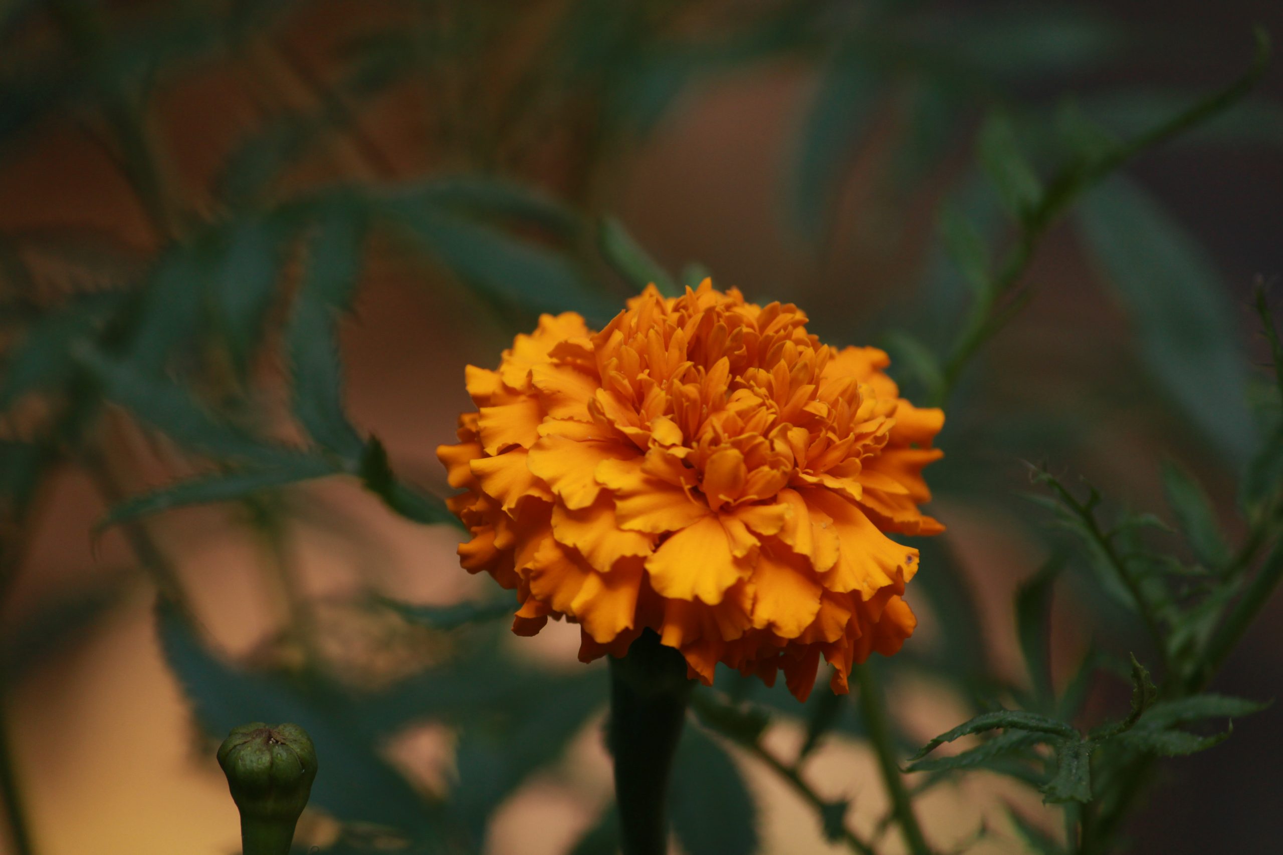 Flowering plant