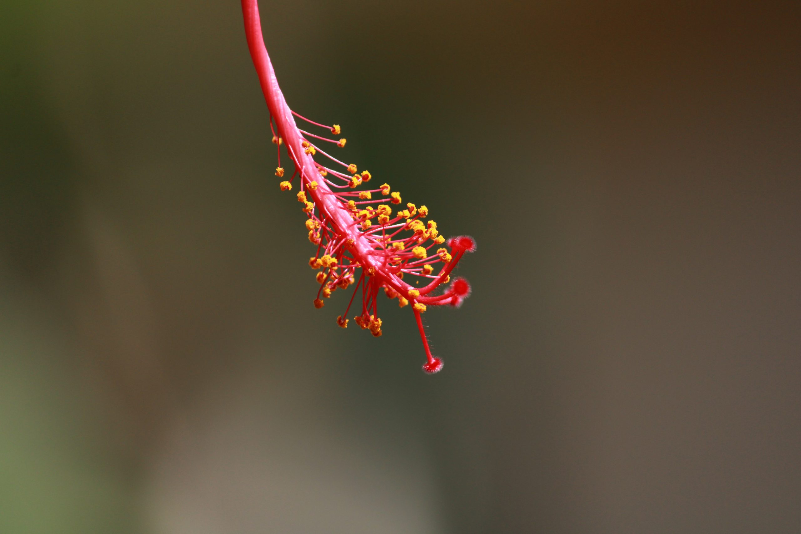 Pollinators