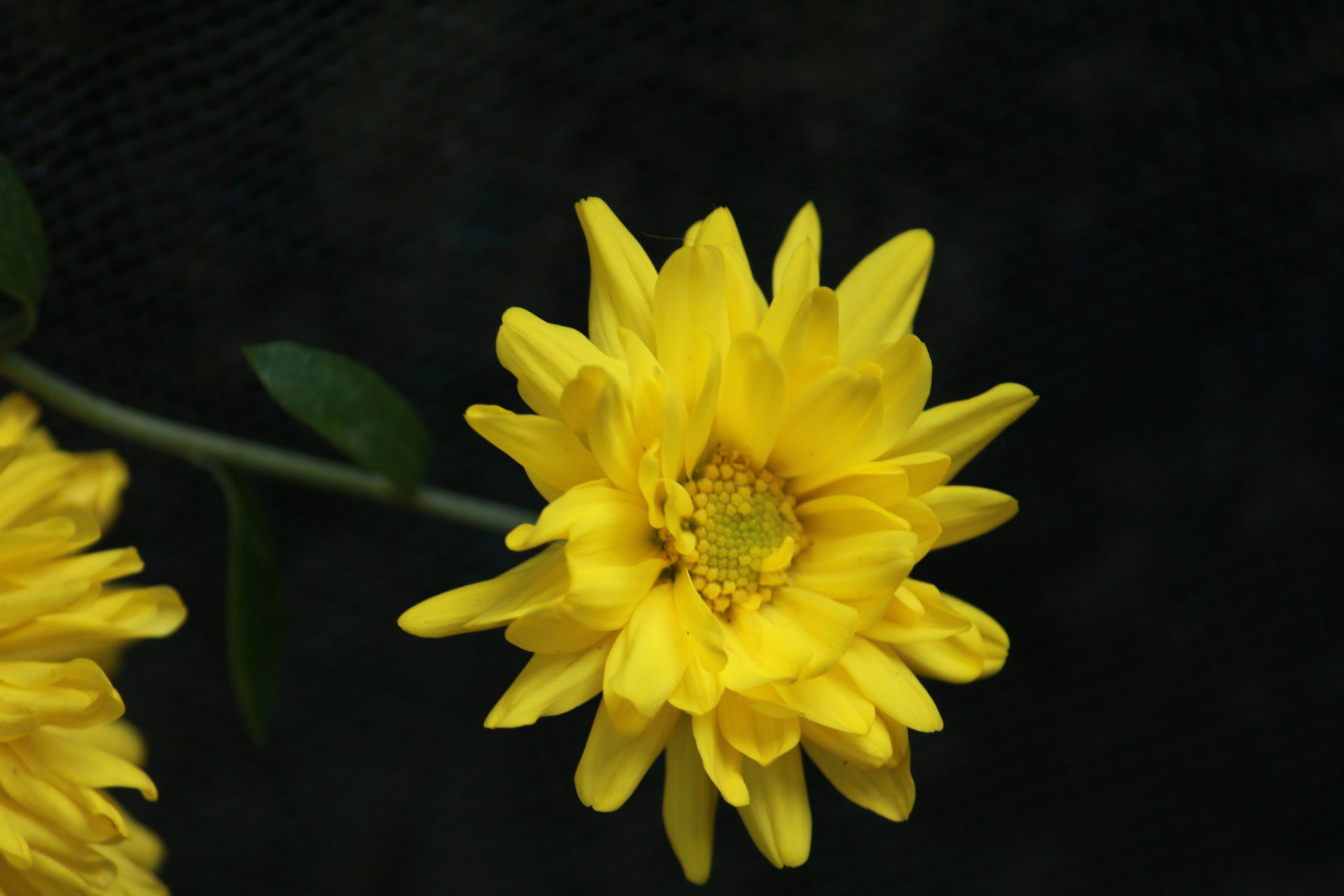 Flowering plant