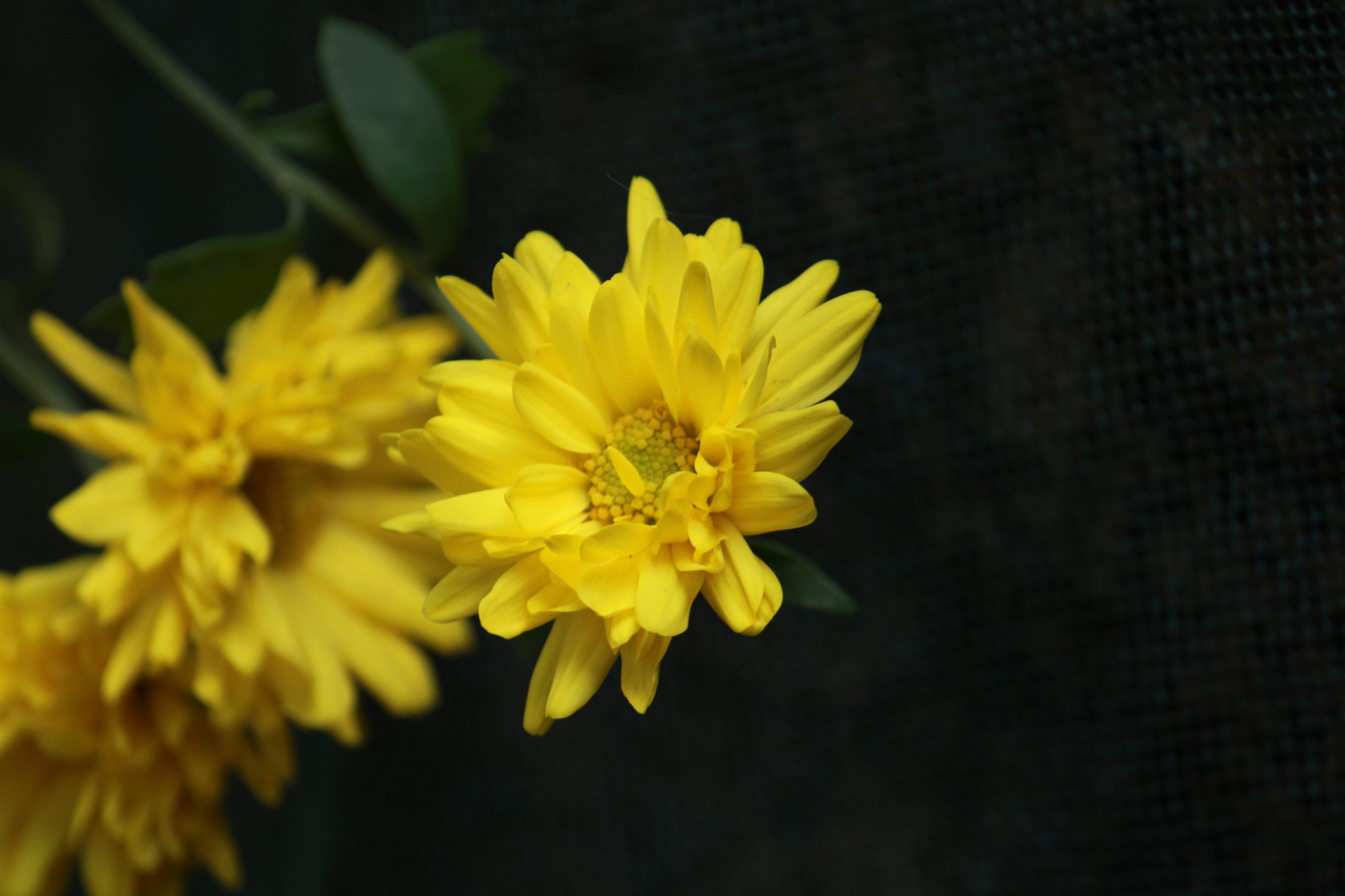 Flowering plant