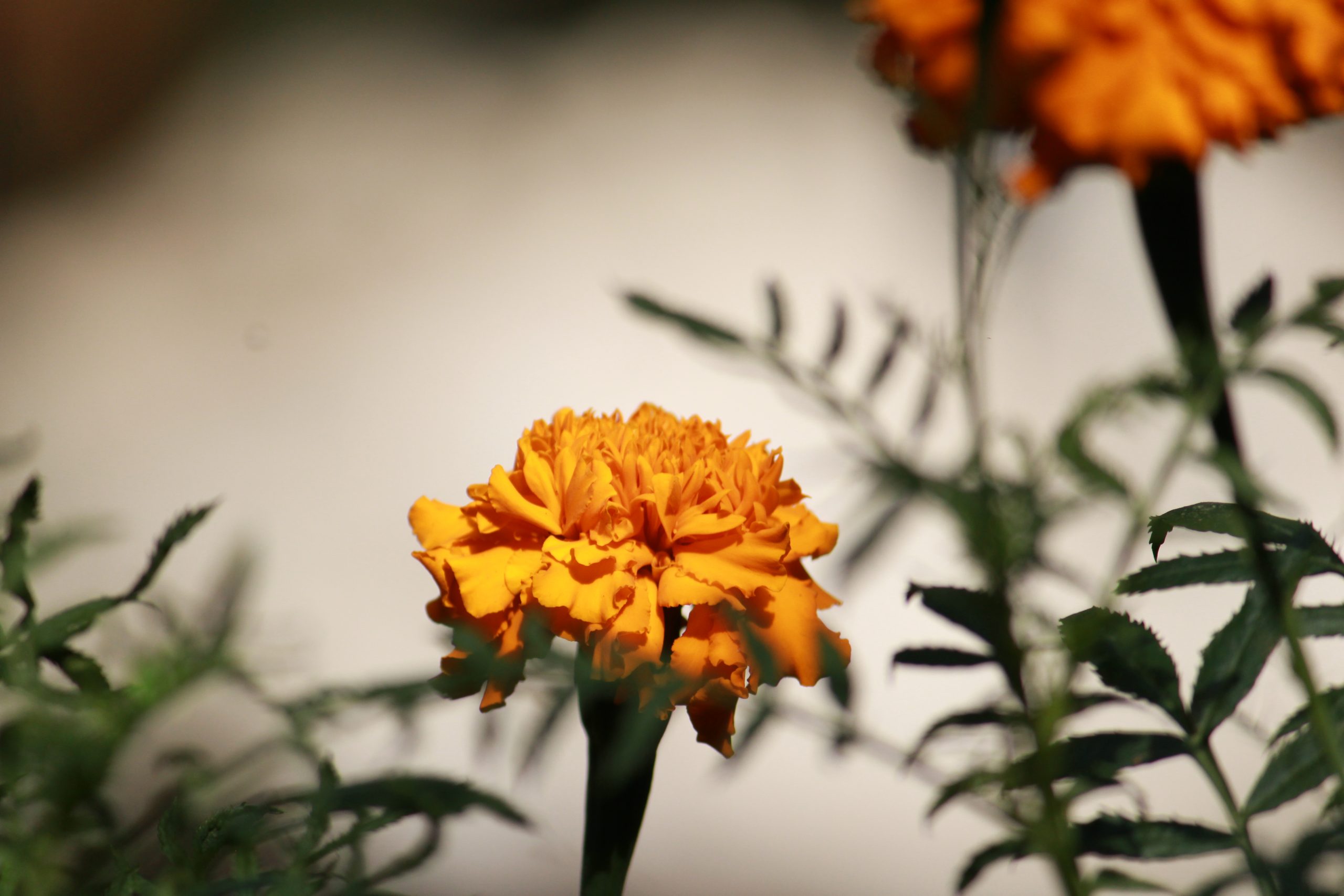 Flowering plant