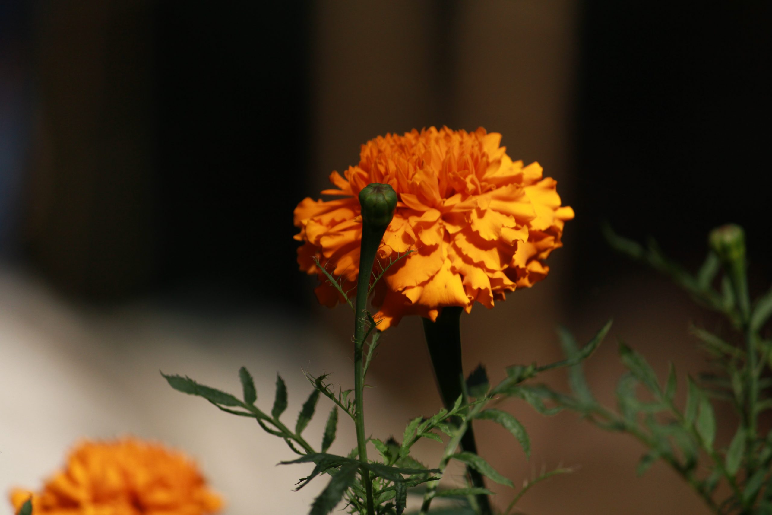 Flowering plant