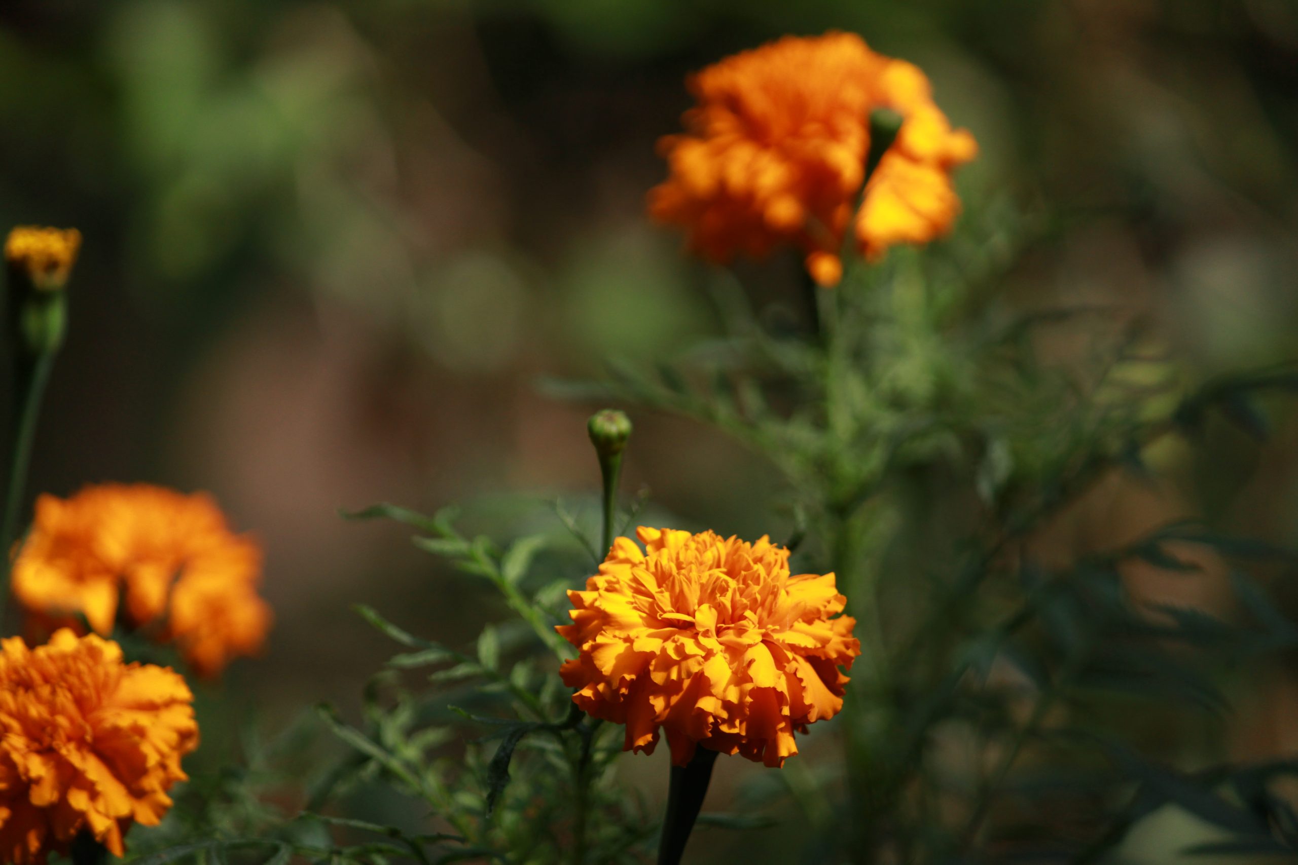 Flowering plant