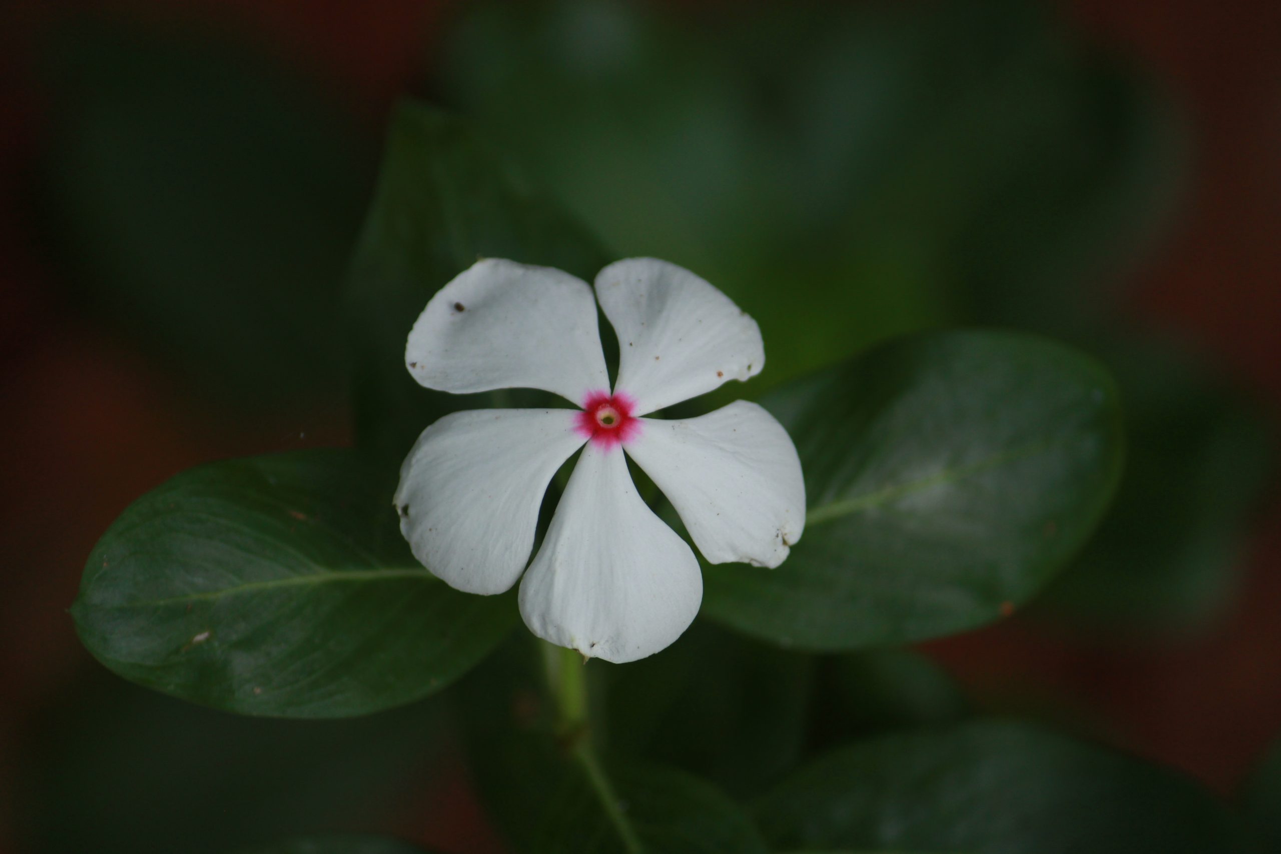 Flowering plant