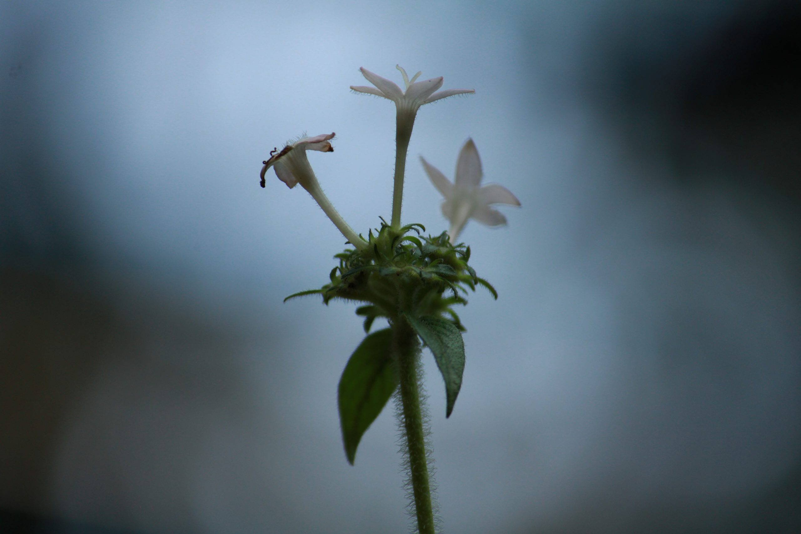 Flowering plant