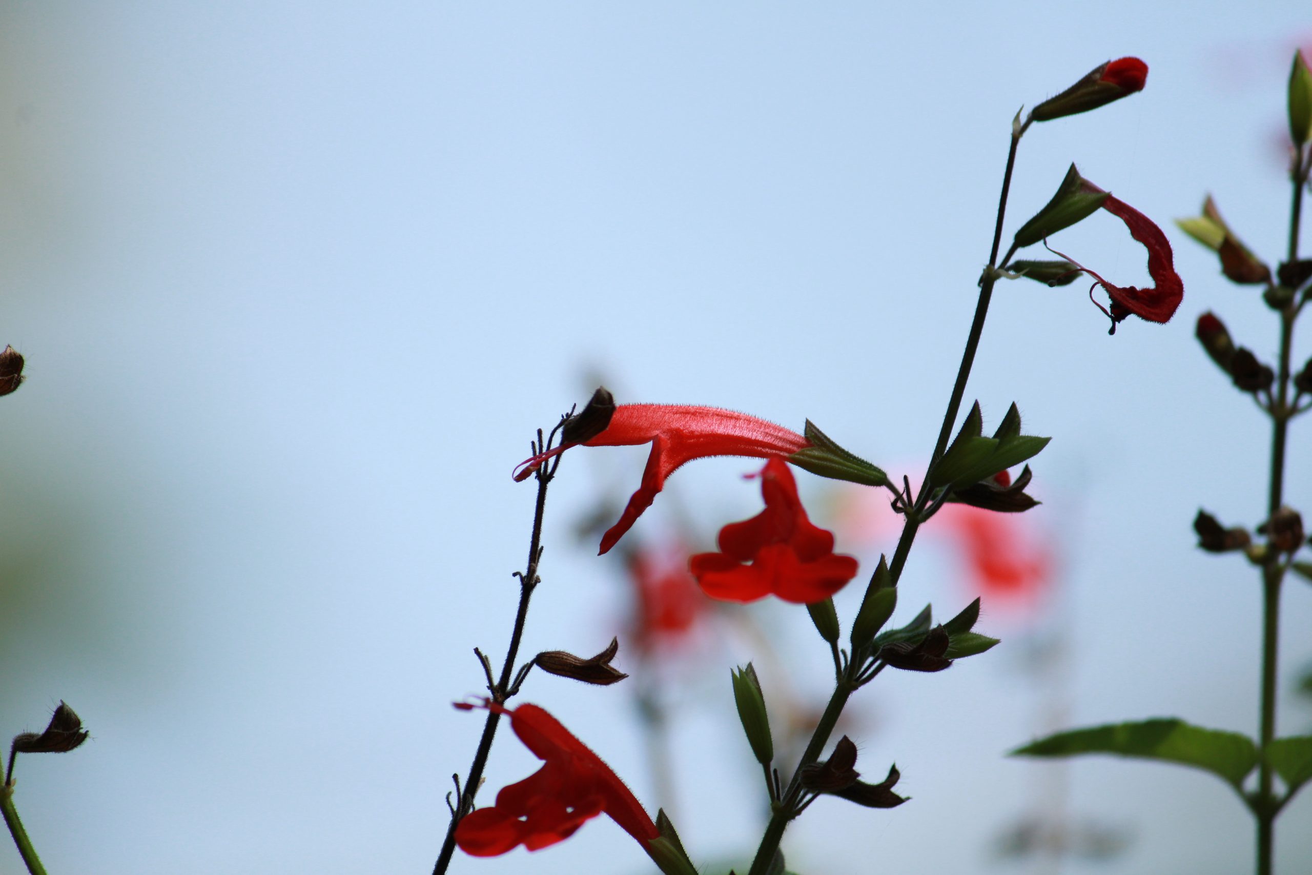 A flowering plant