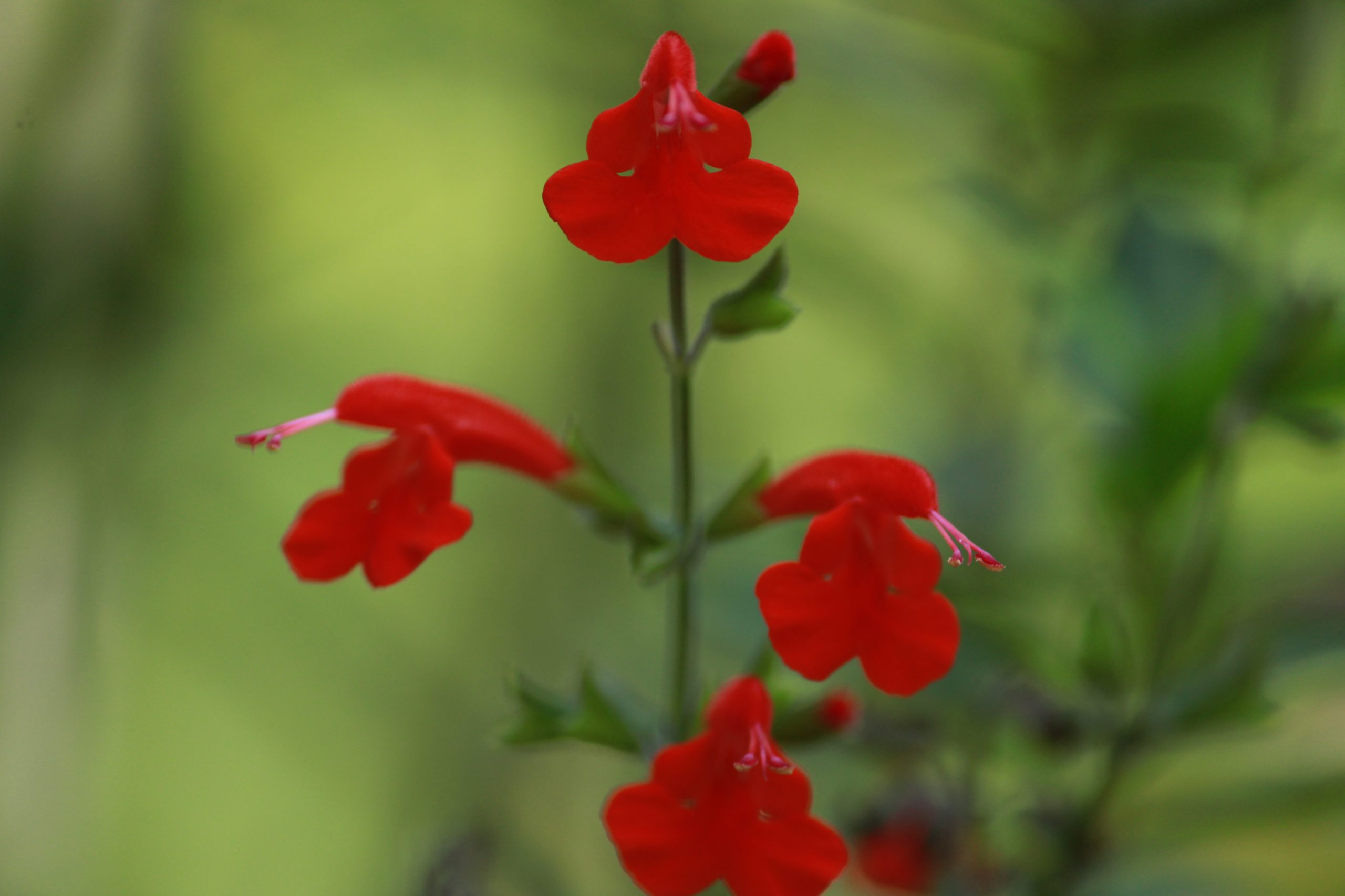 Flowering plant