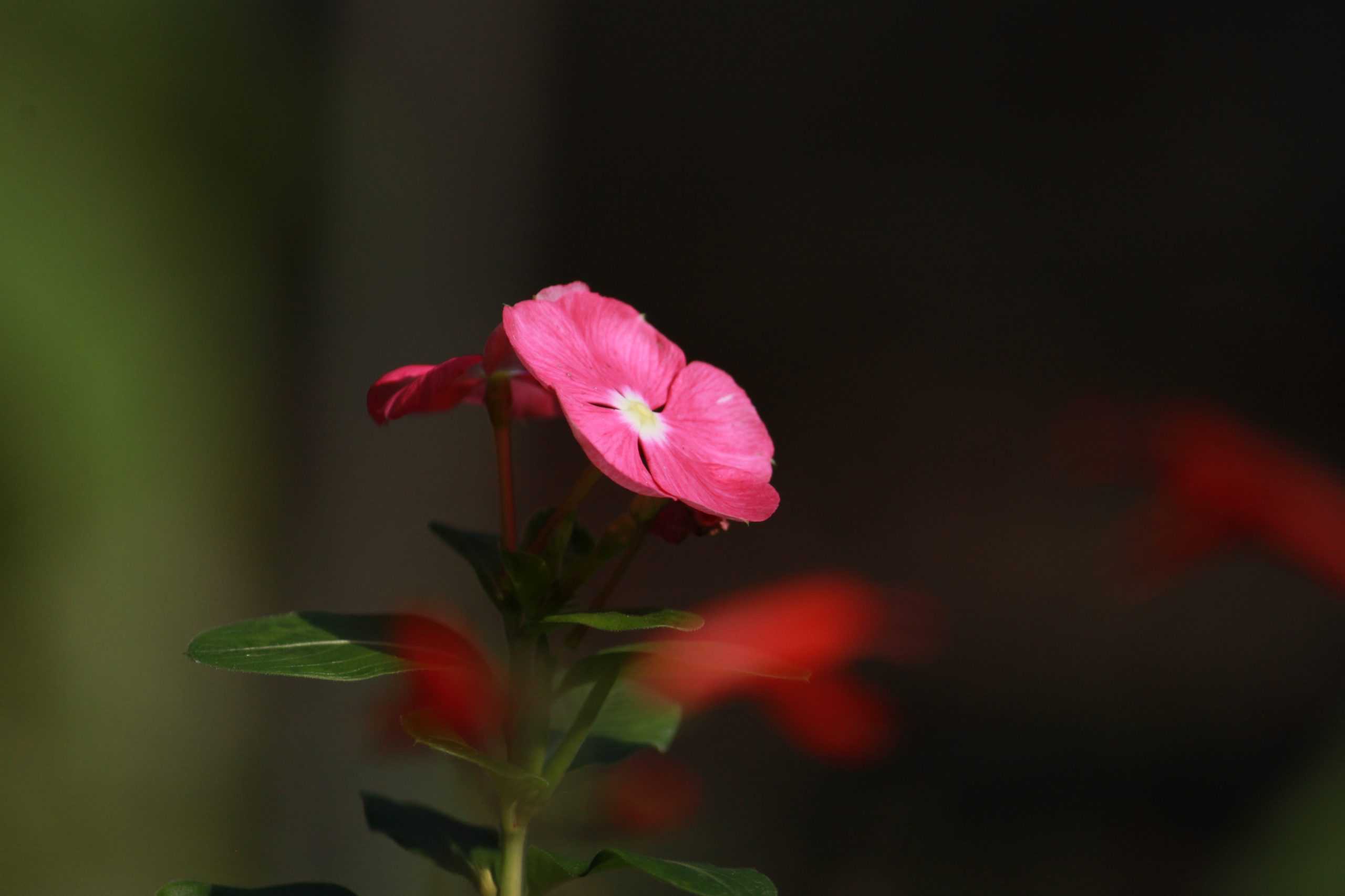 Flowering plant