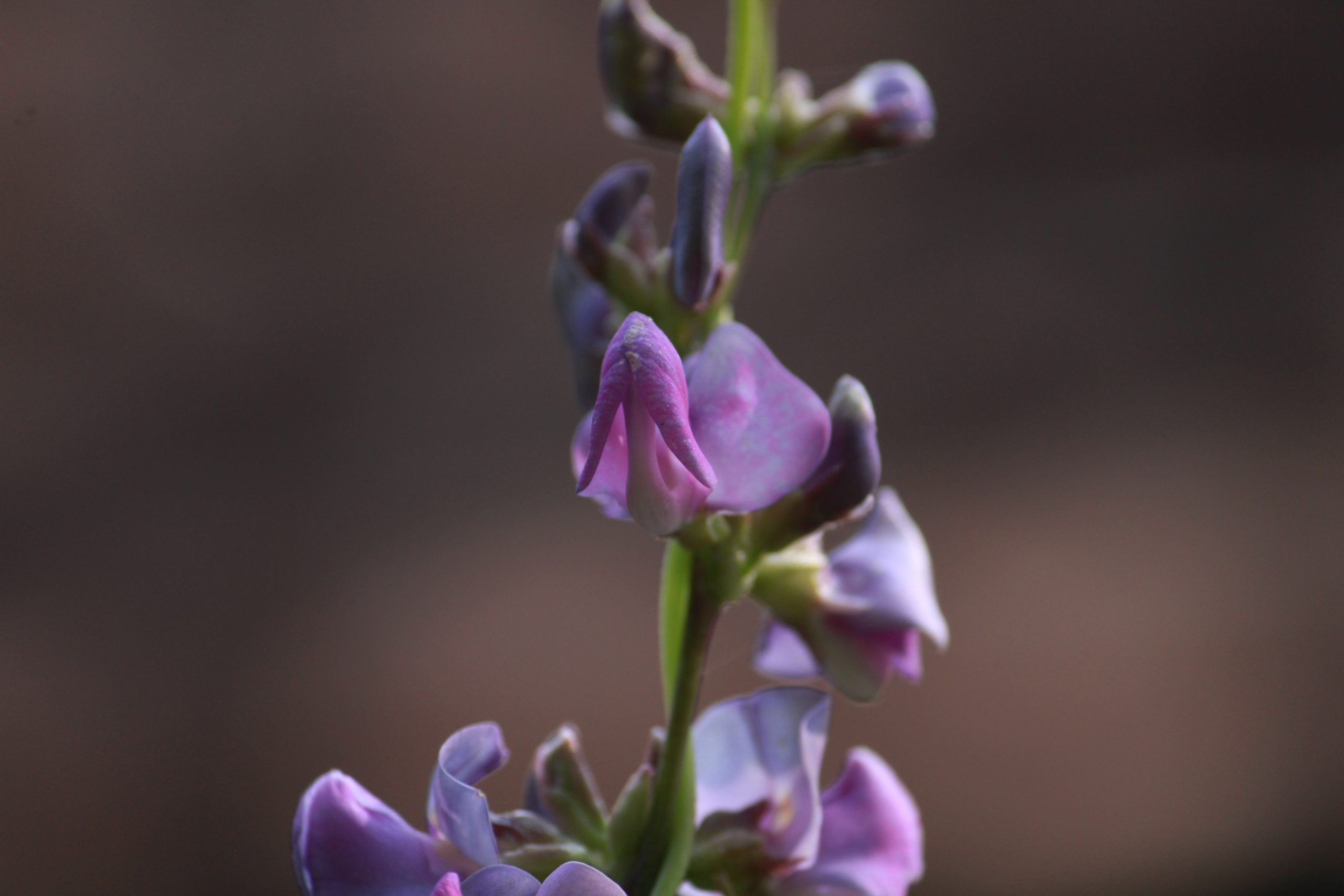 Flowering plant