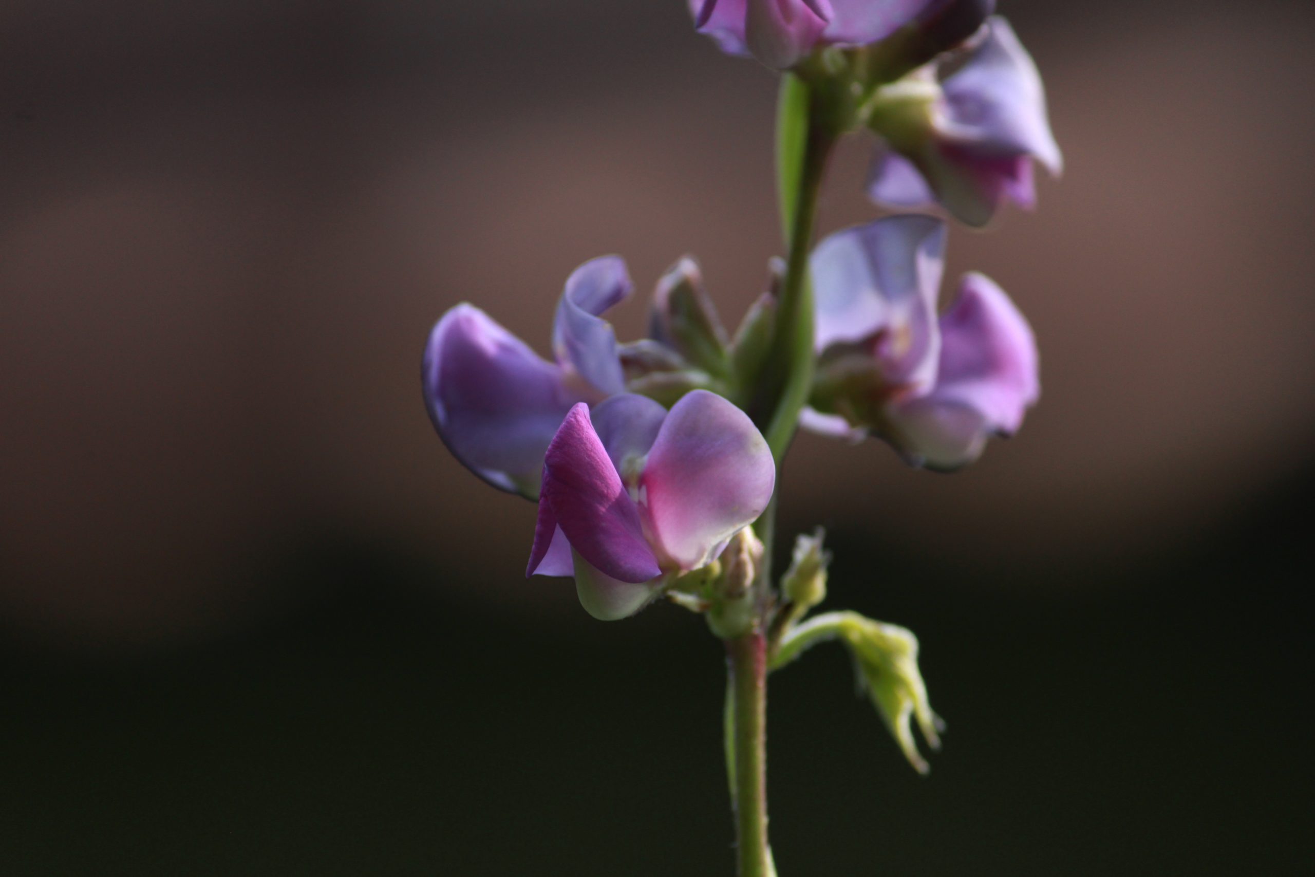 Flowering plant