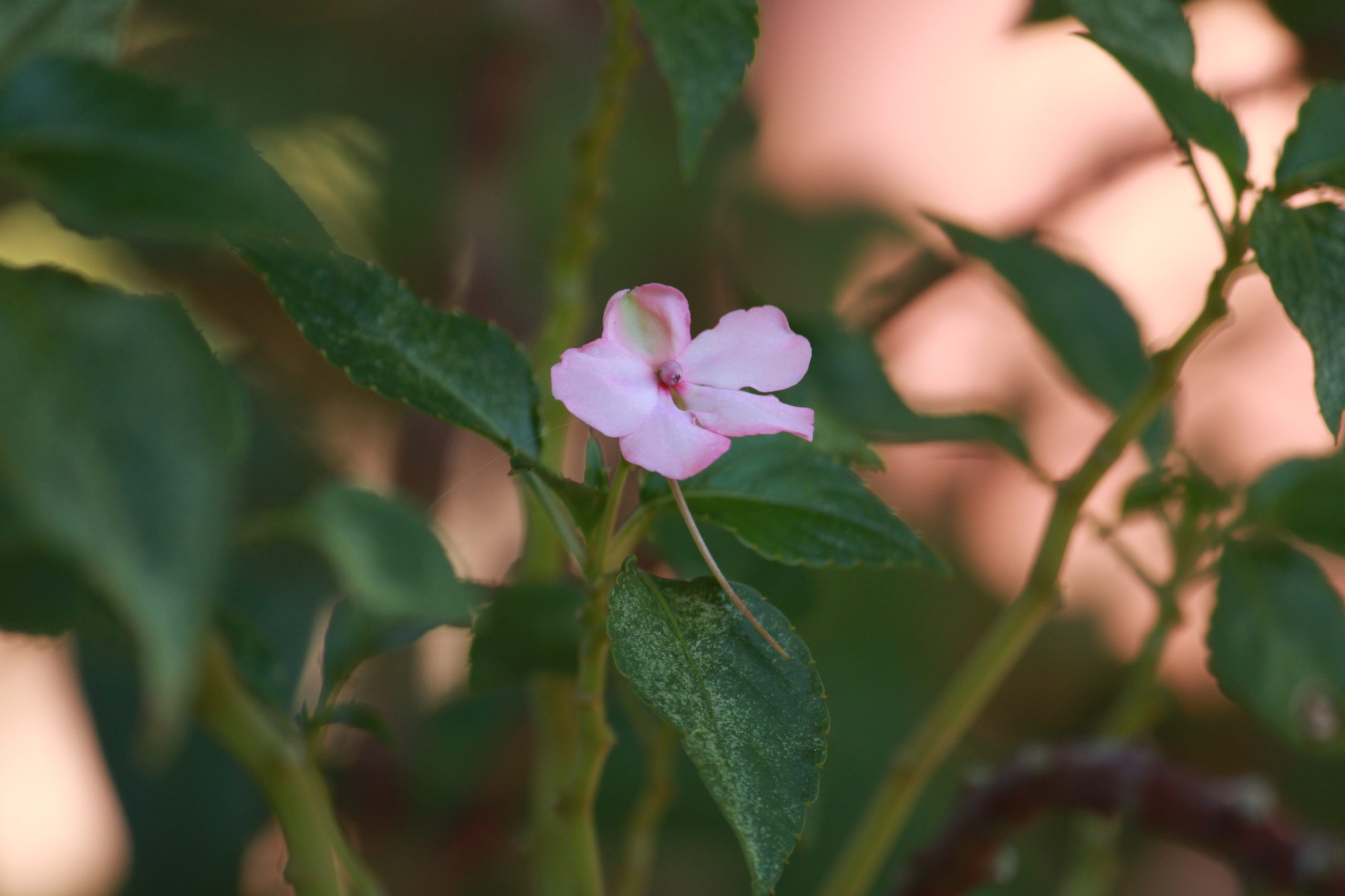 Flowering plant