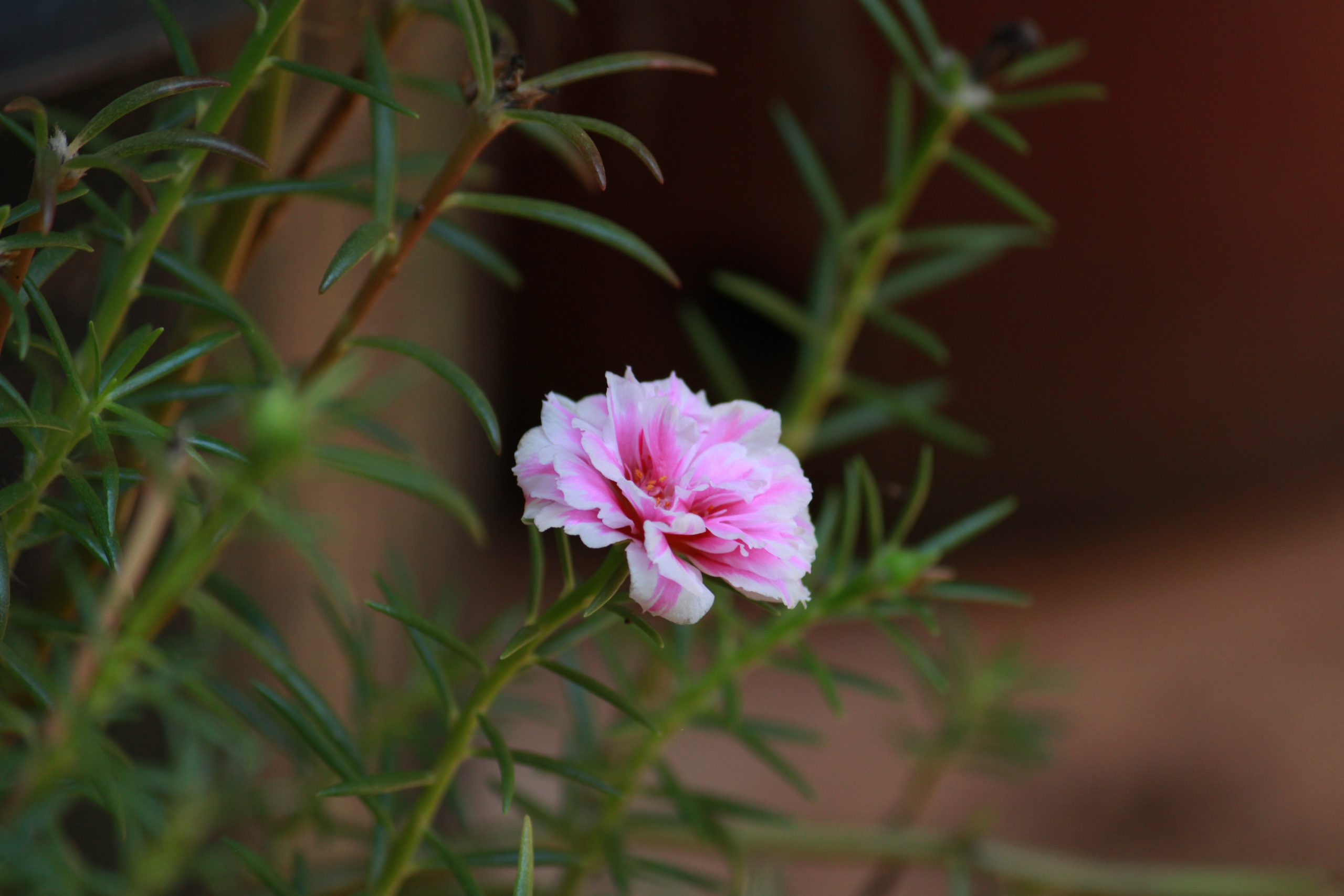 Flowering plant