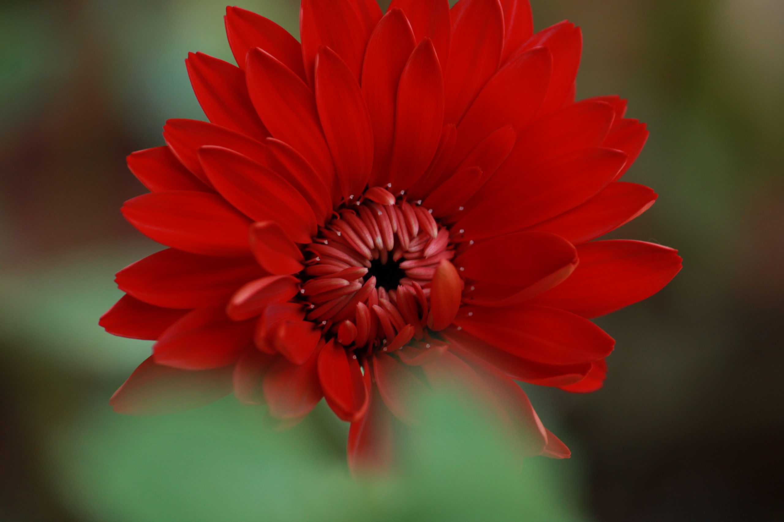 Blooming Red Daisy