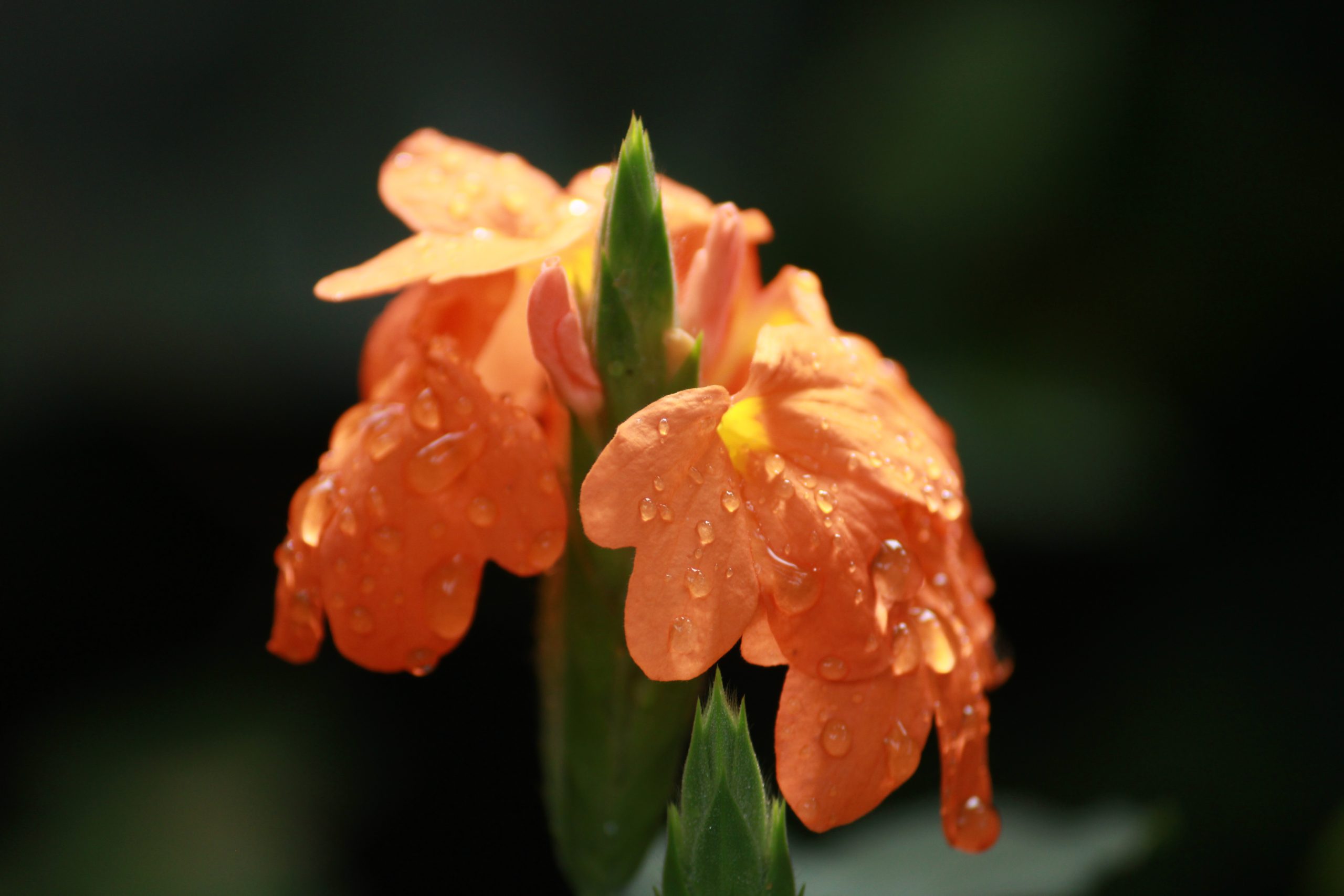 Flowering plant