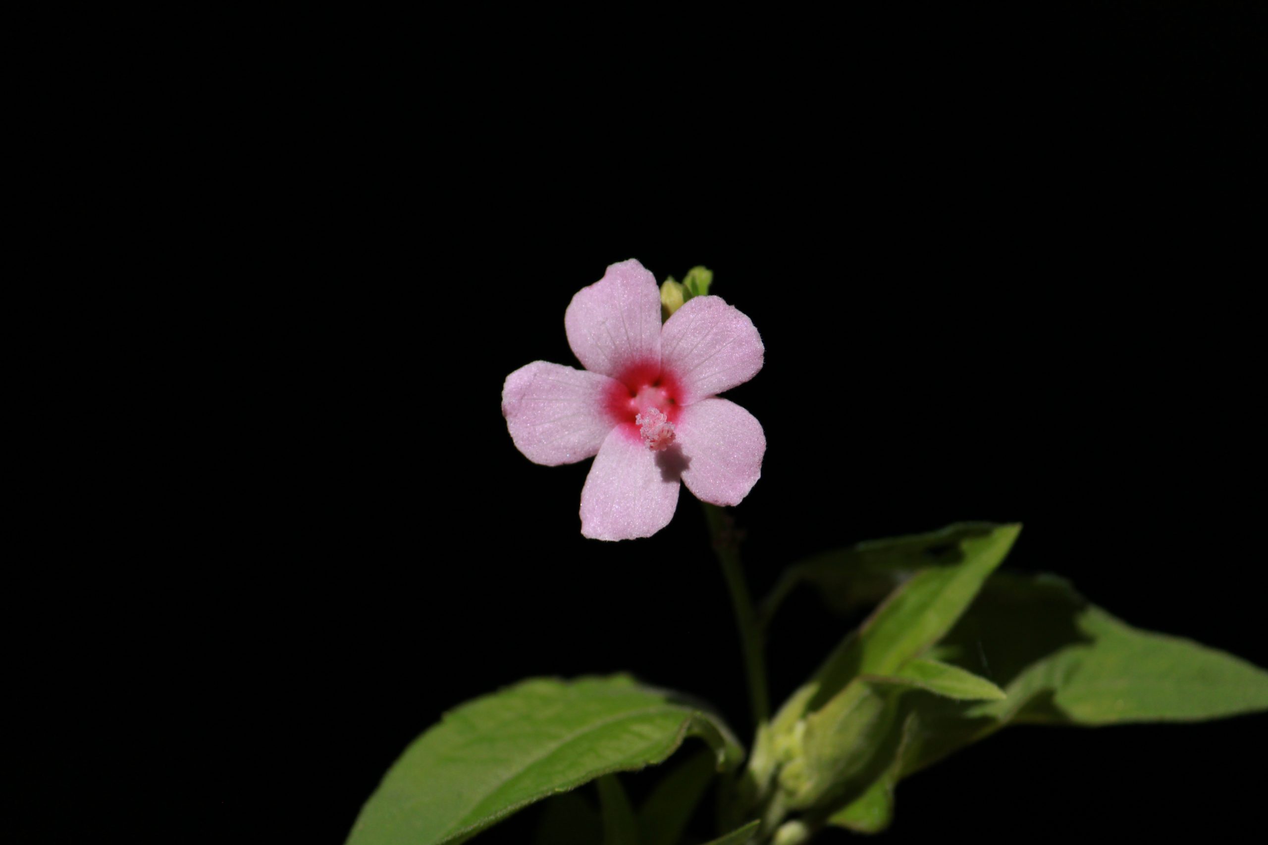 Pink Flower Close-up