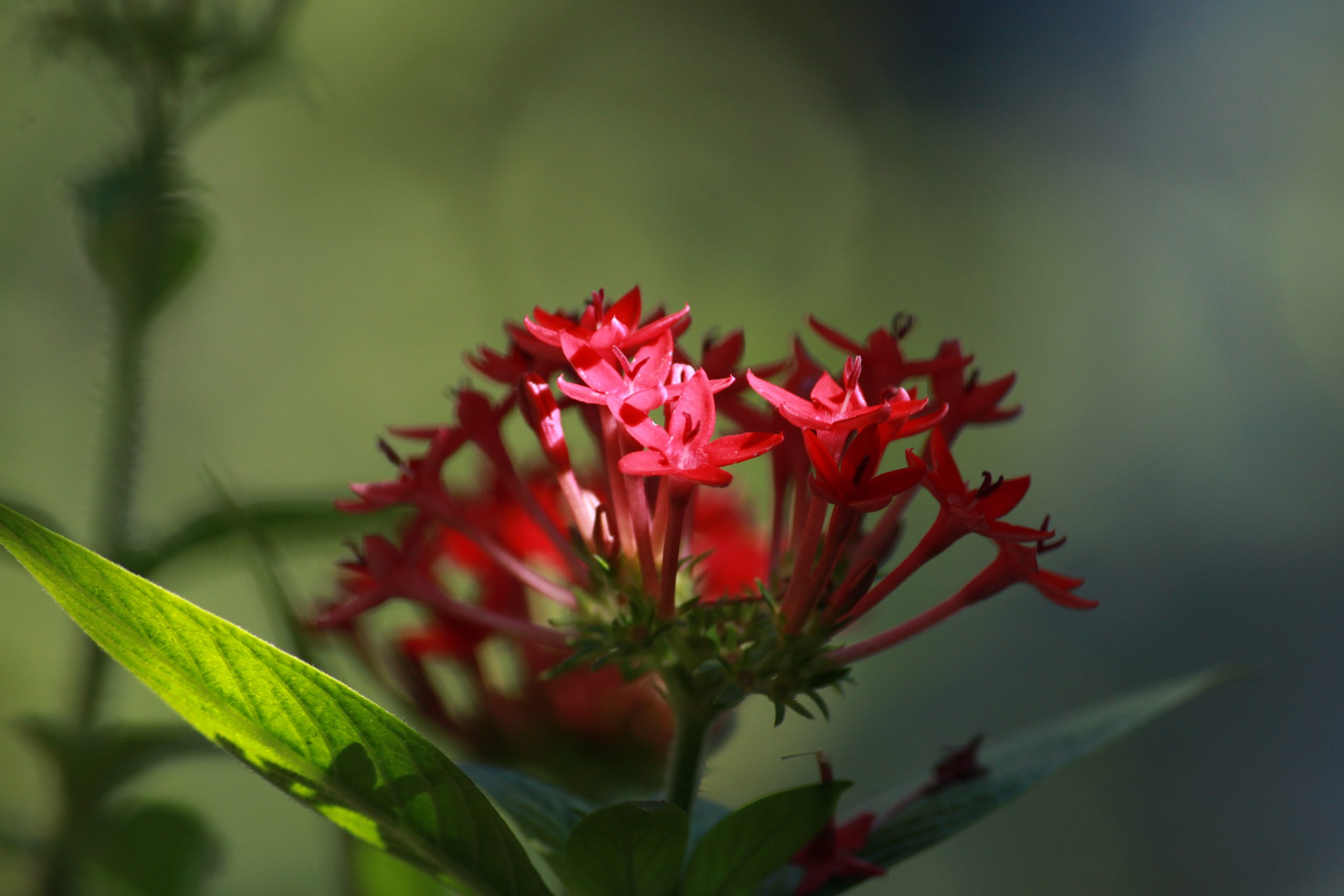 Flowering plant