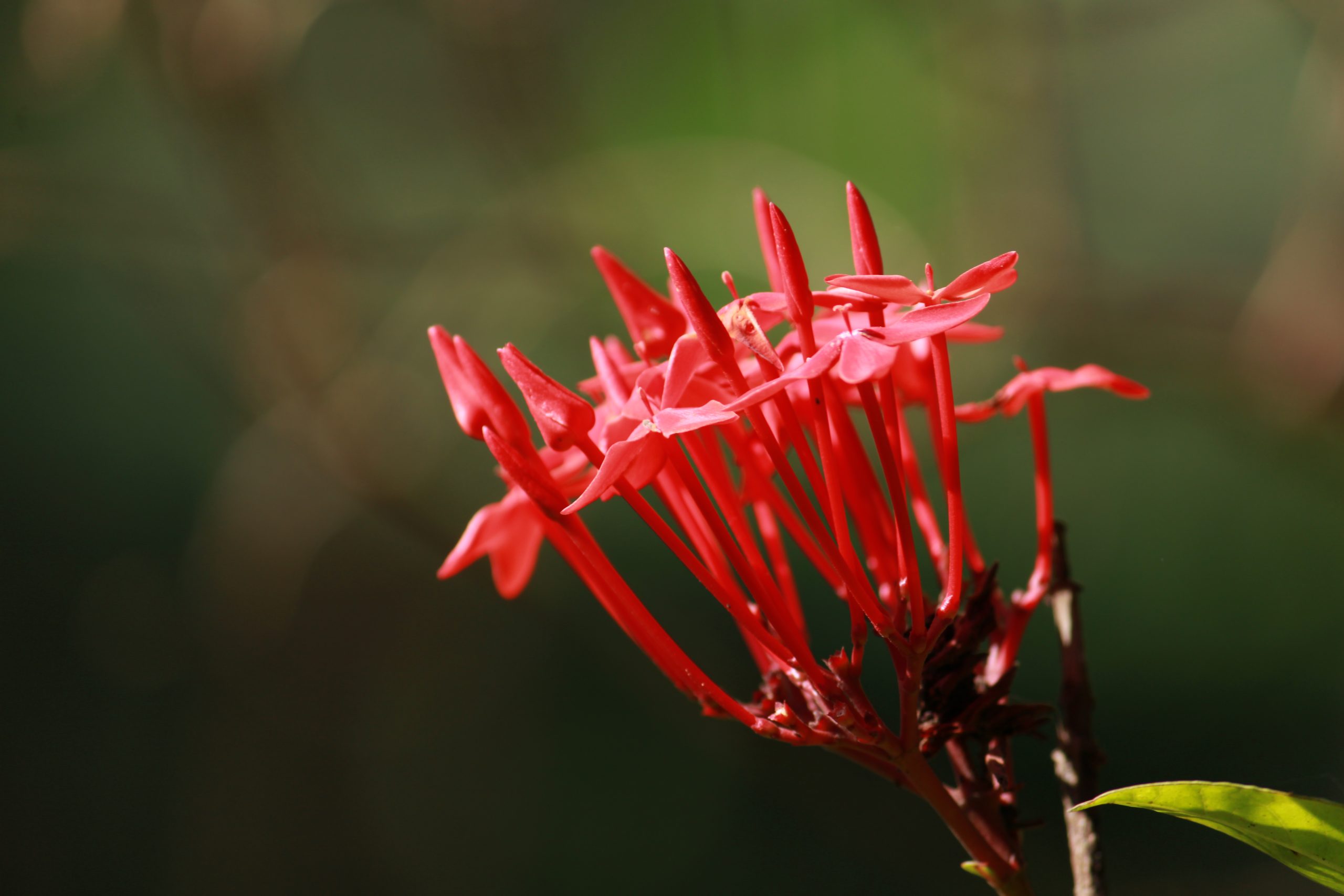 Flowering plant