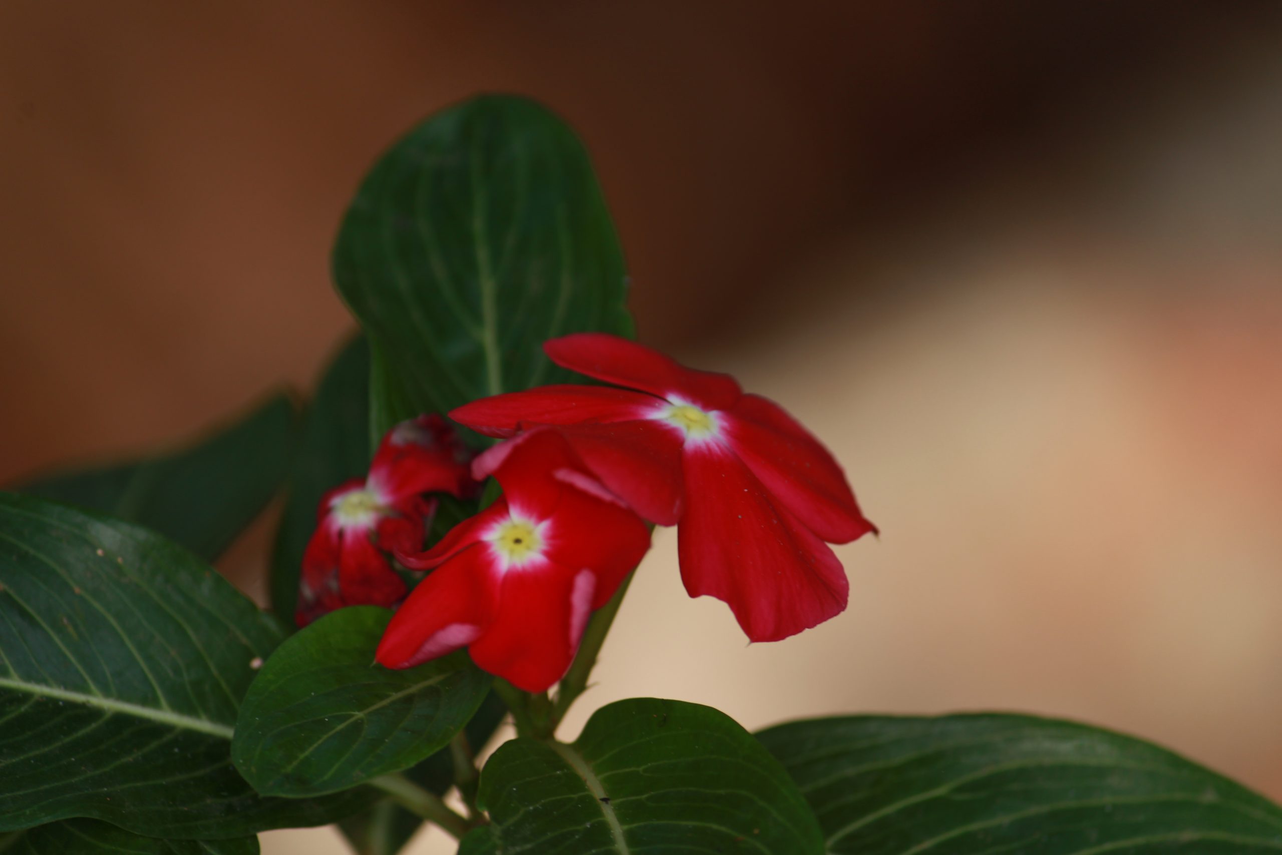 Flowering plant