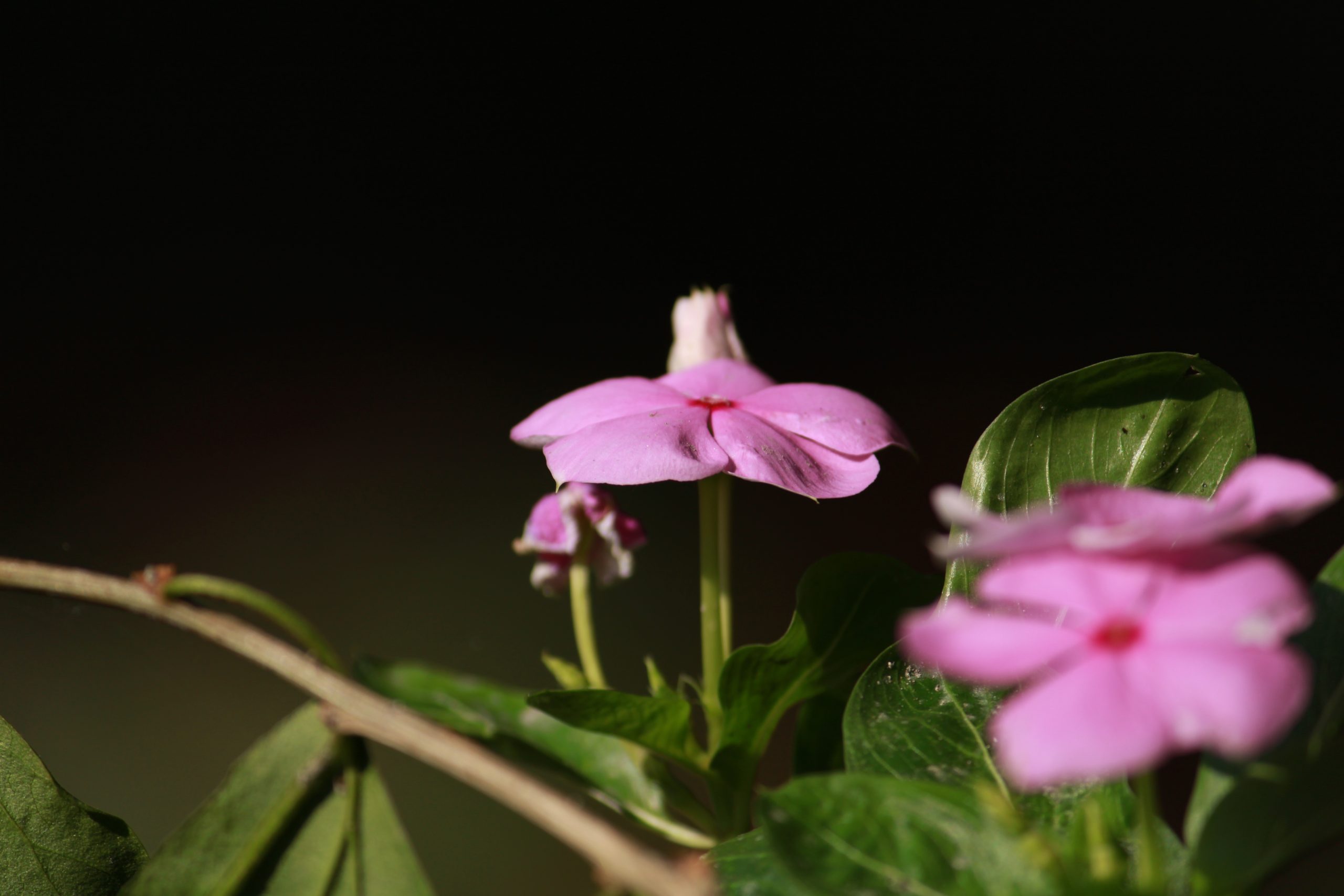 Flowering plant