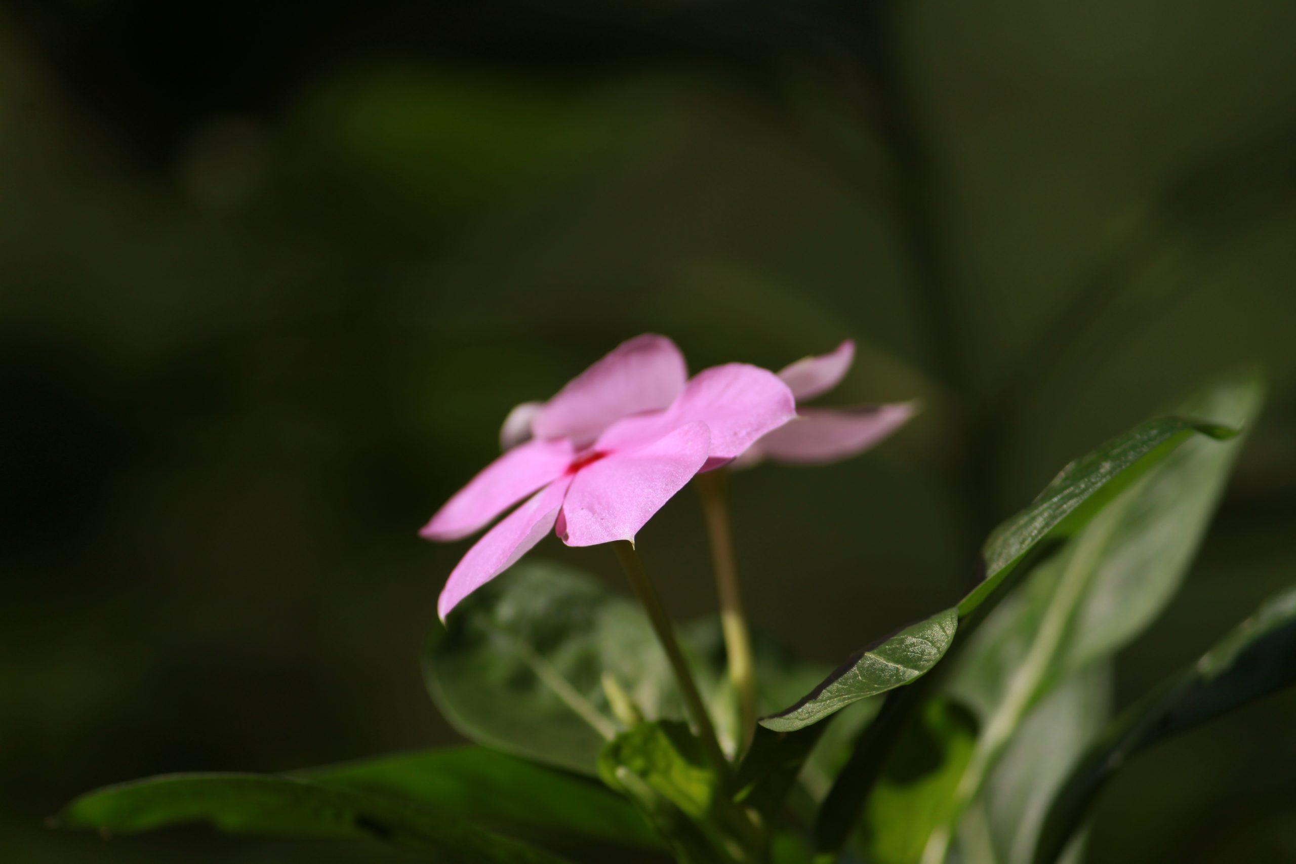 Flowering plant