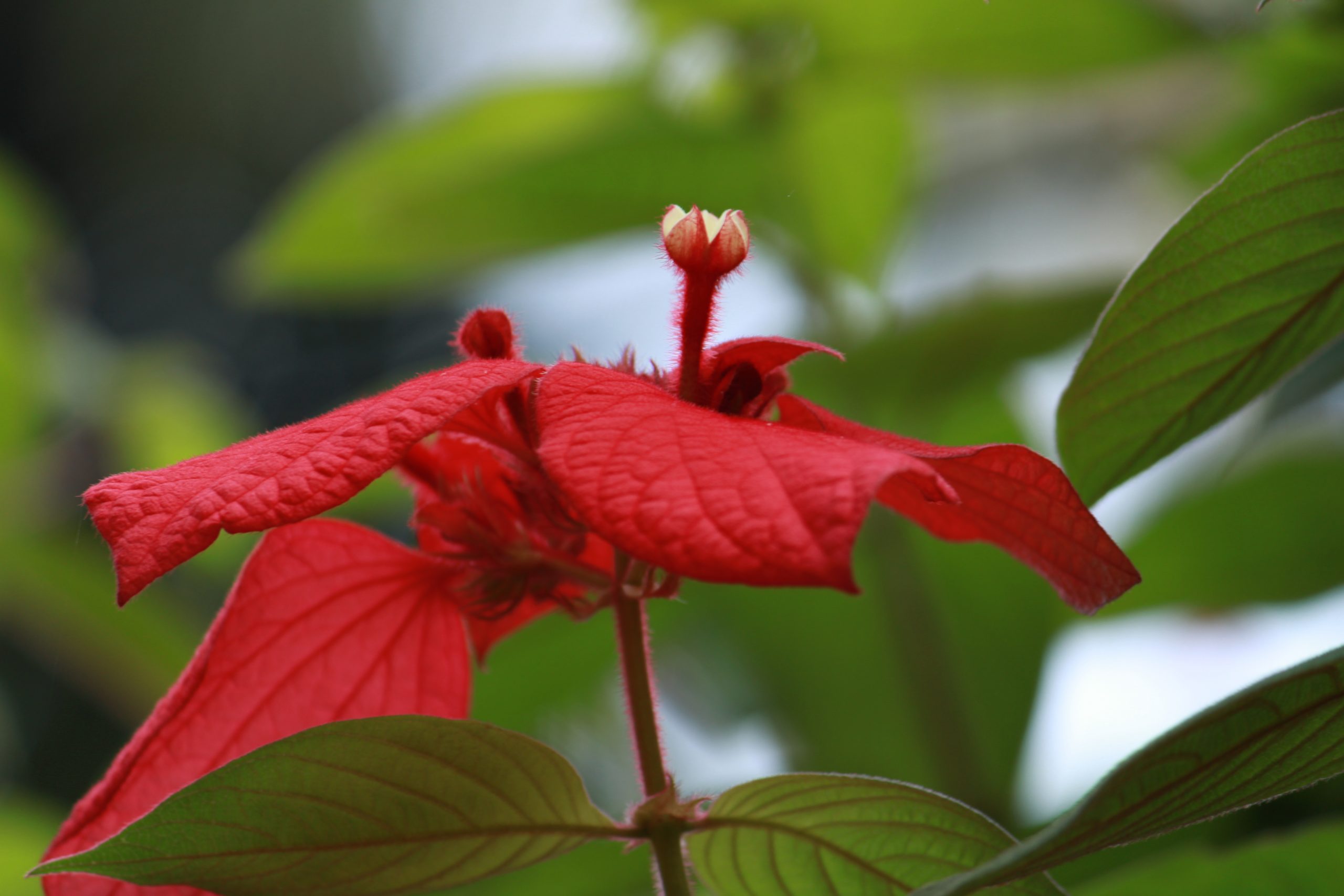 A flowering plant