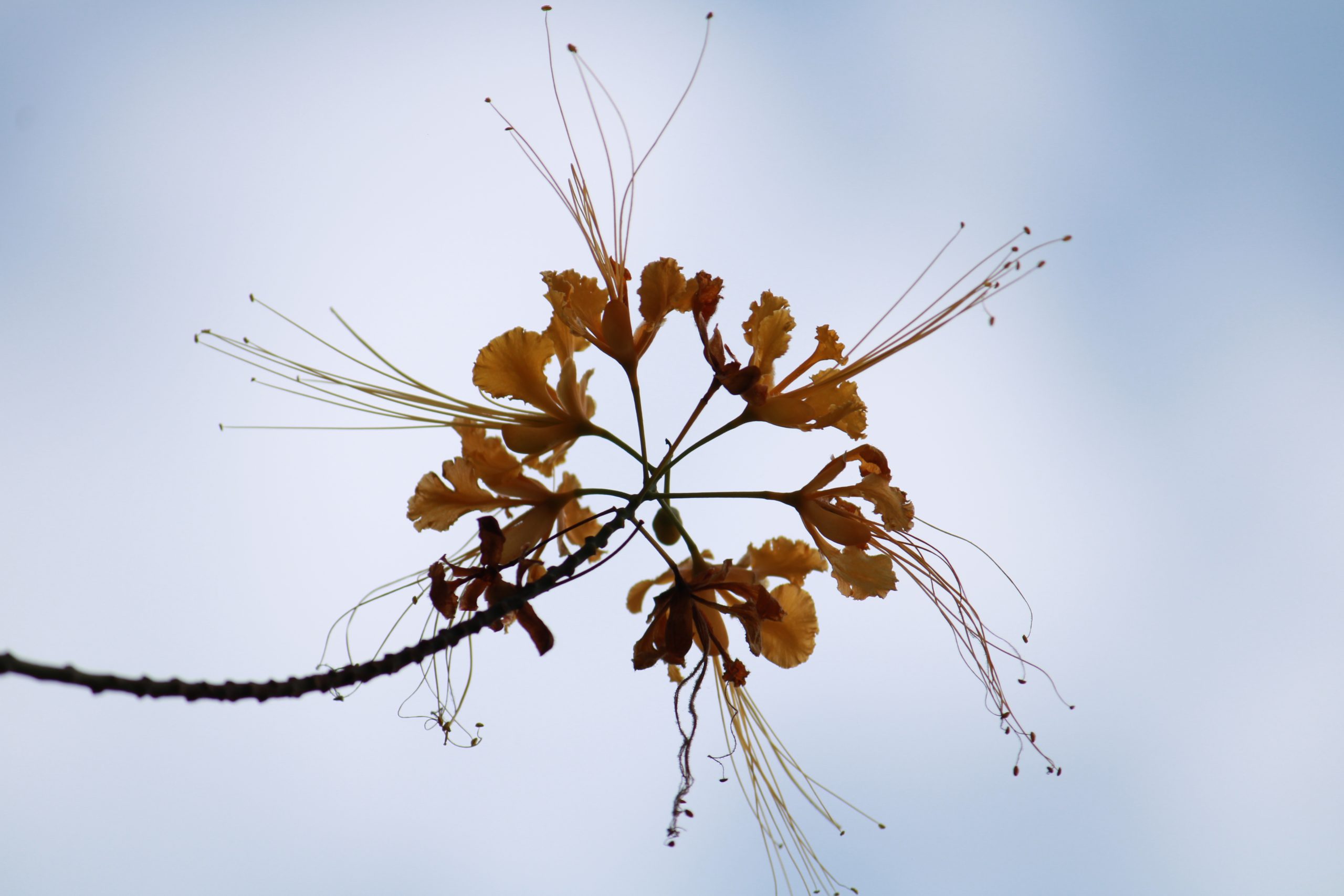 Blooming Flower