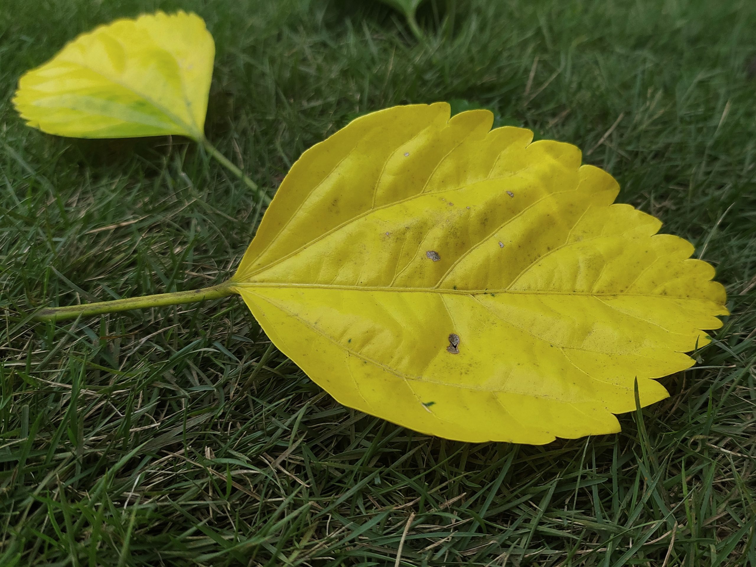 Fallen leaves on grass