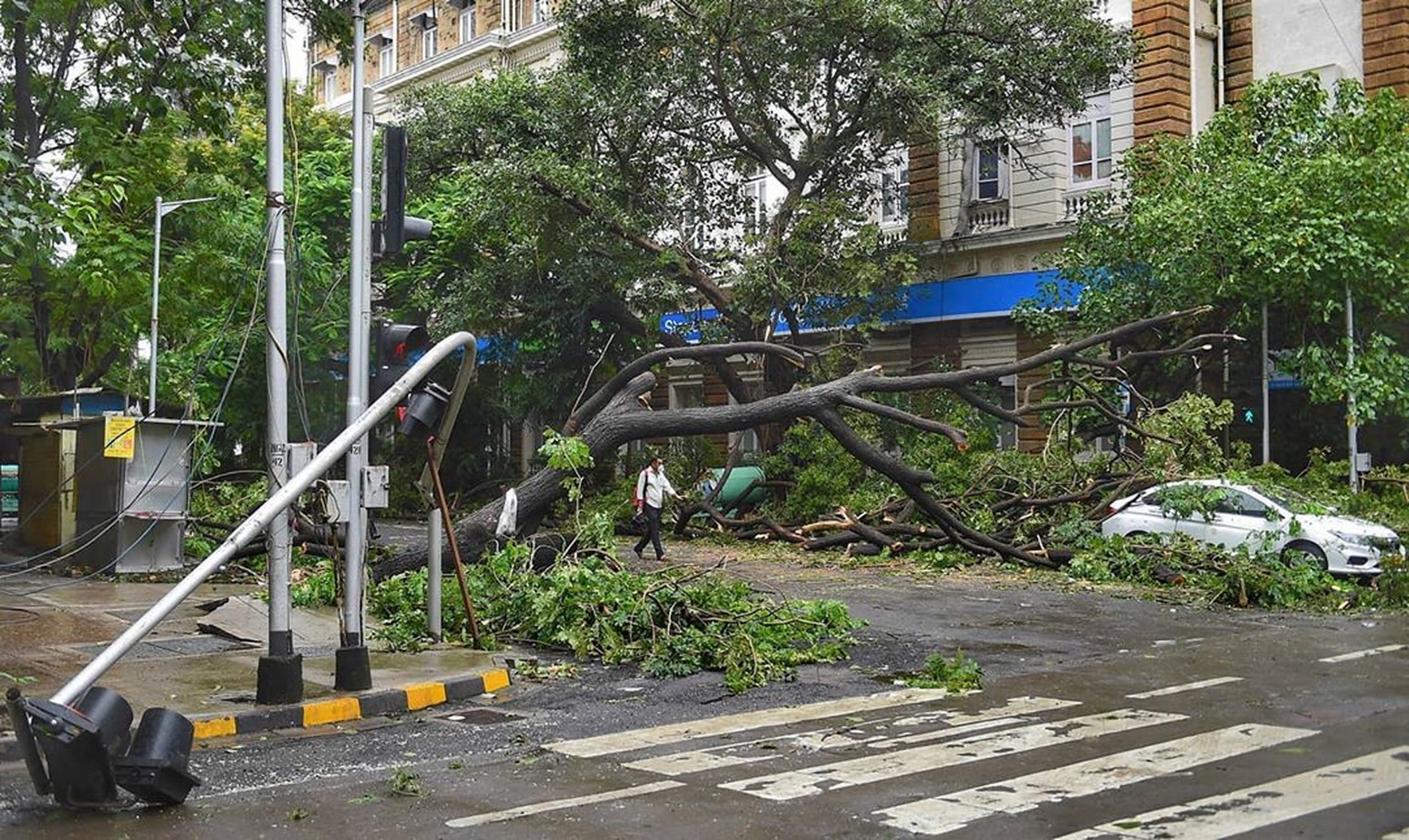 tree and traffic light uprooted on the road