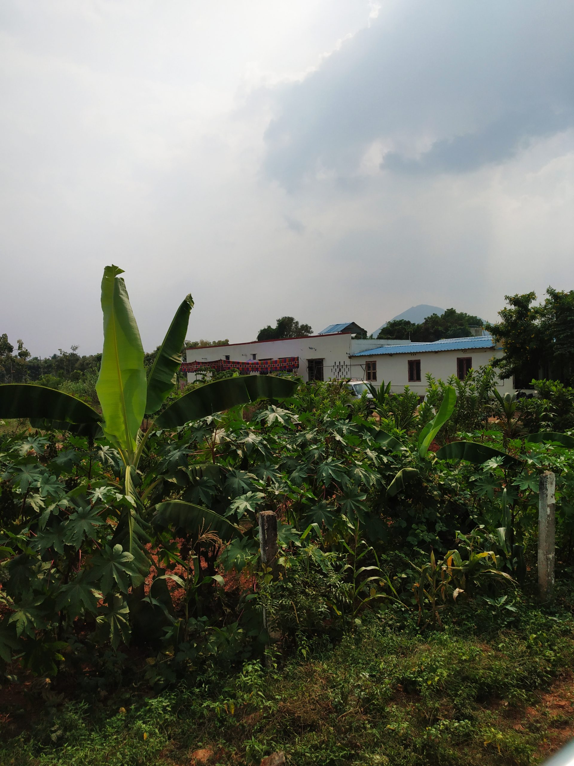 Banana Tree