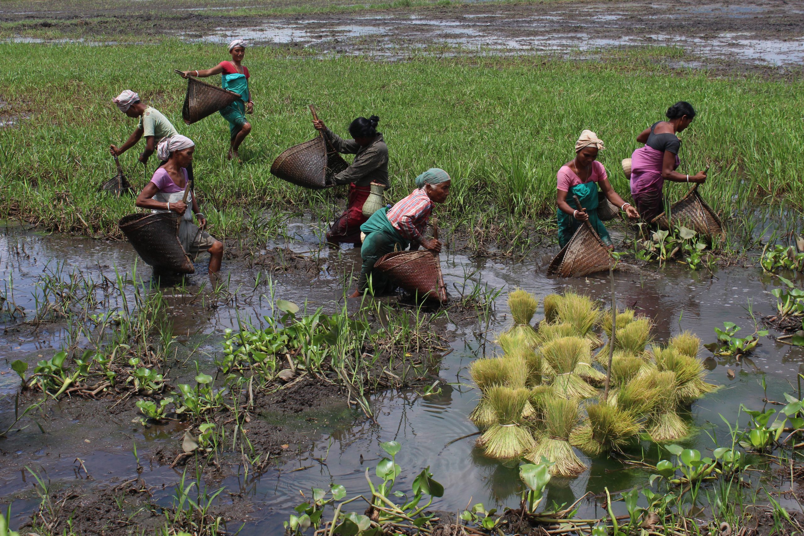 Farmers working in a muddy field