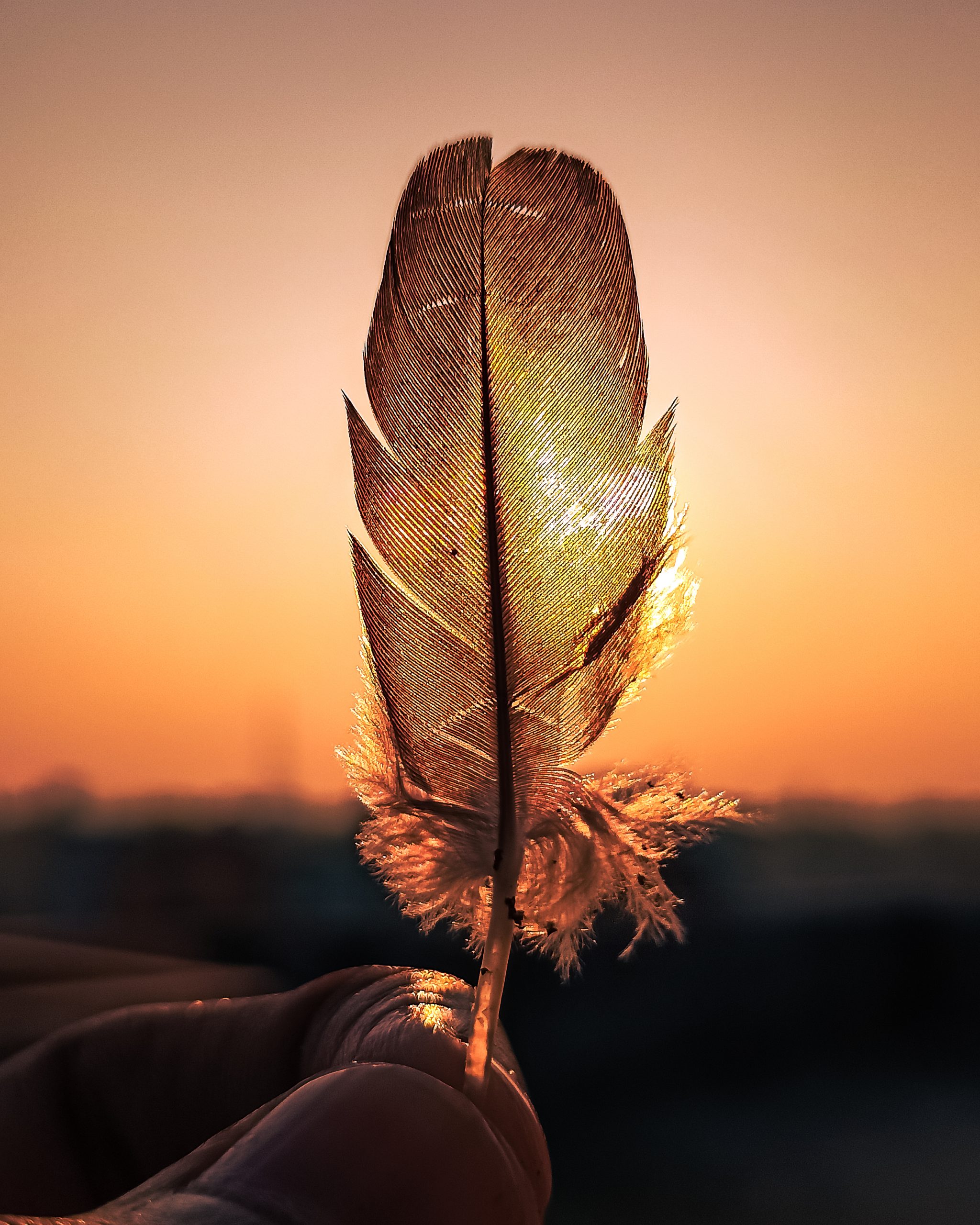 feather against sun