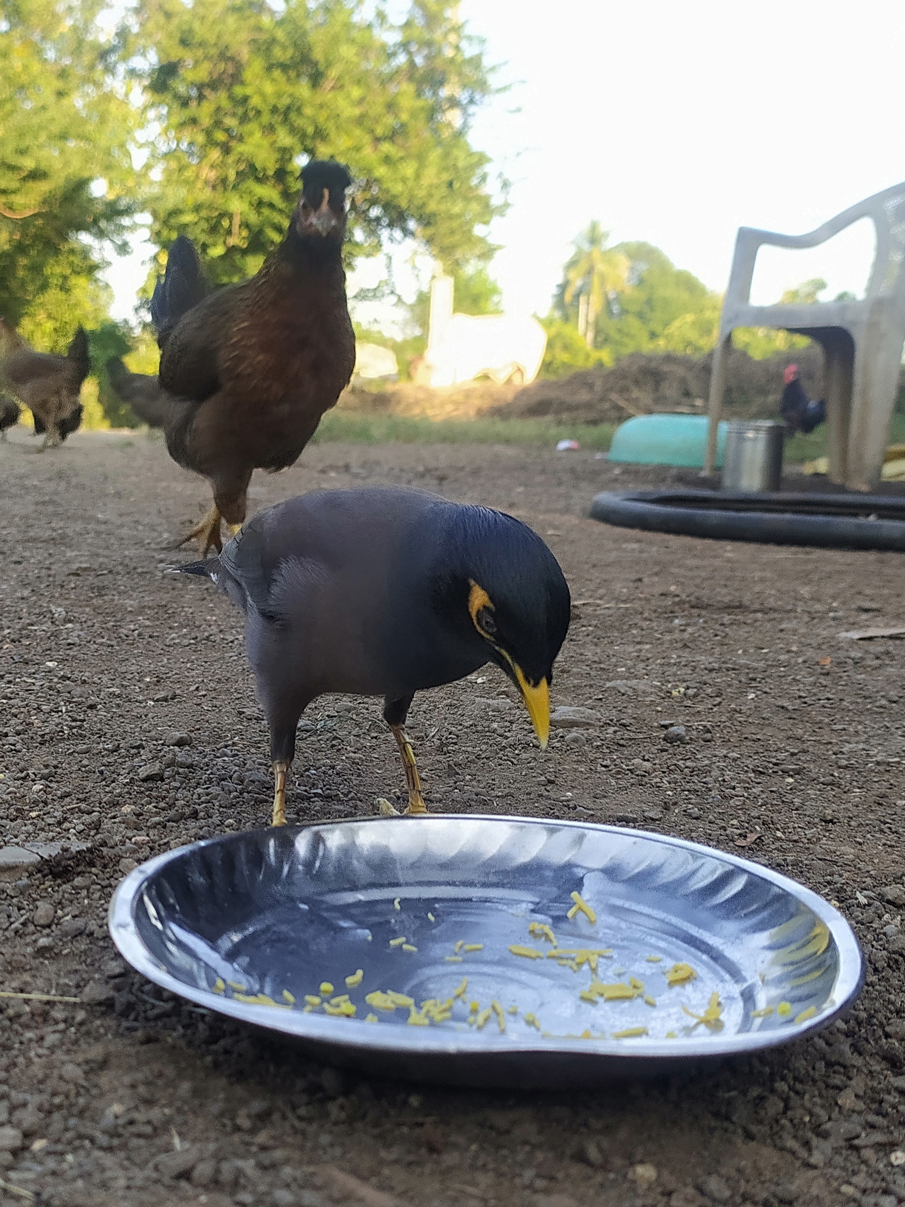 Feeding to birds