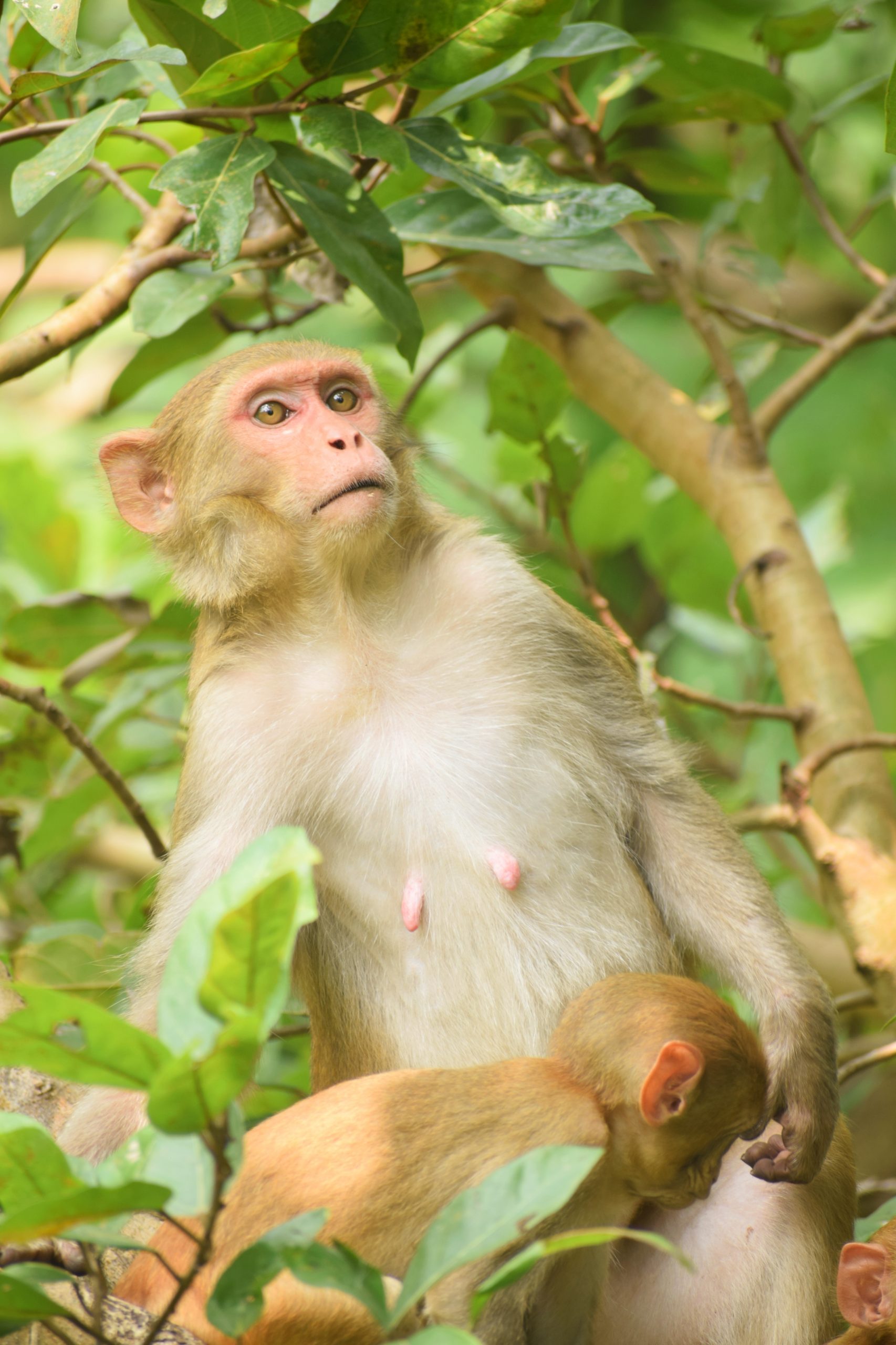 monkey with her baby