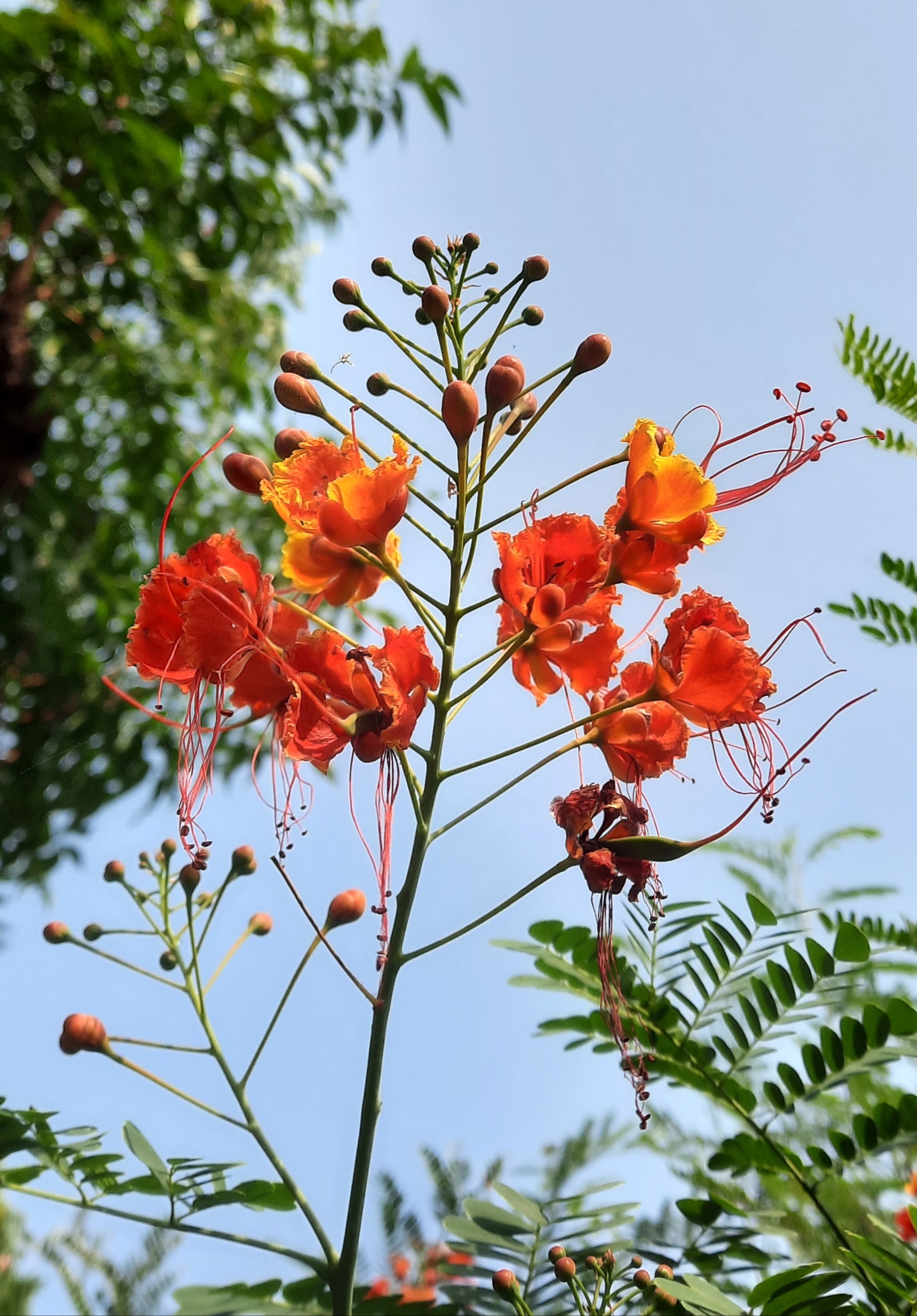 Flowering plant