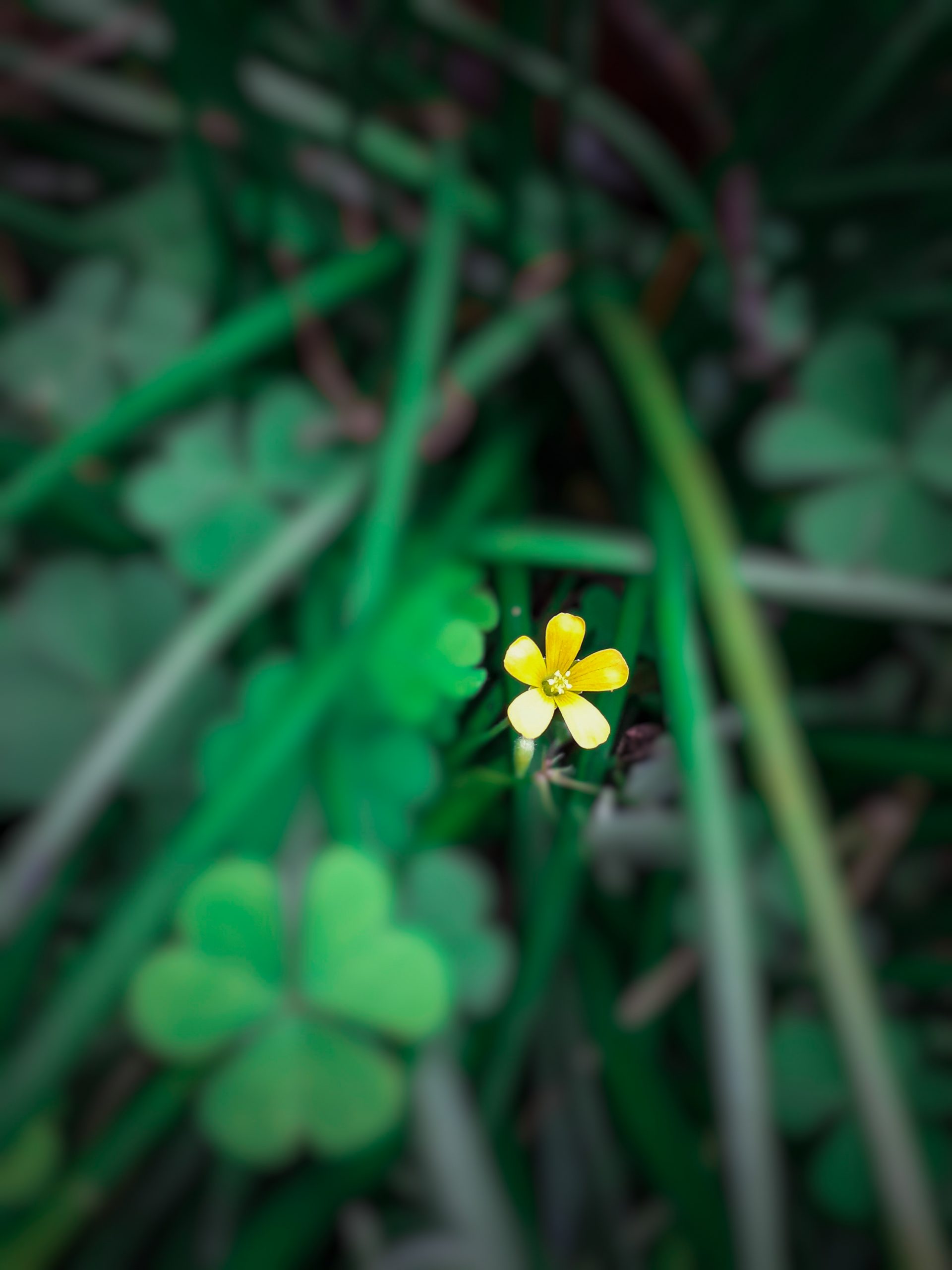 flower and leaves