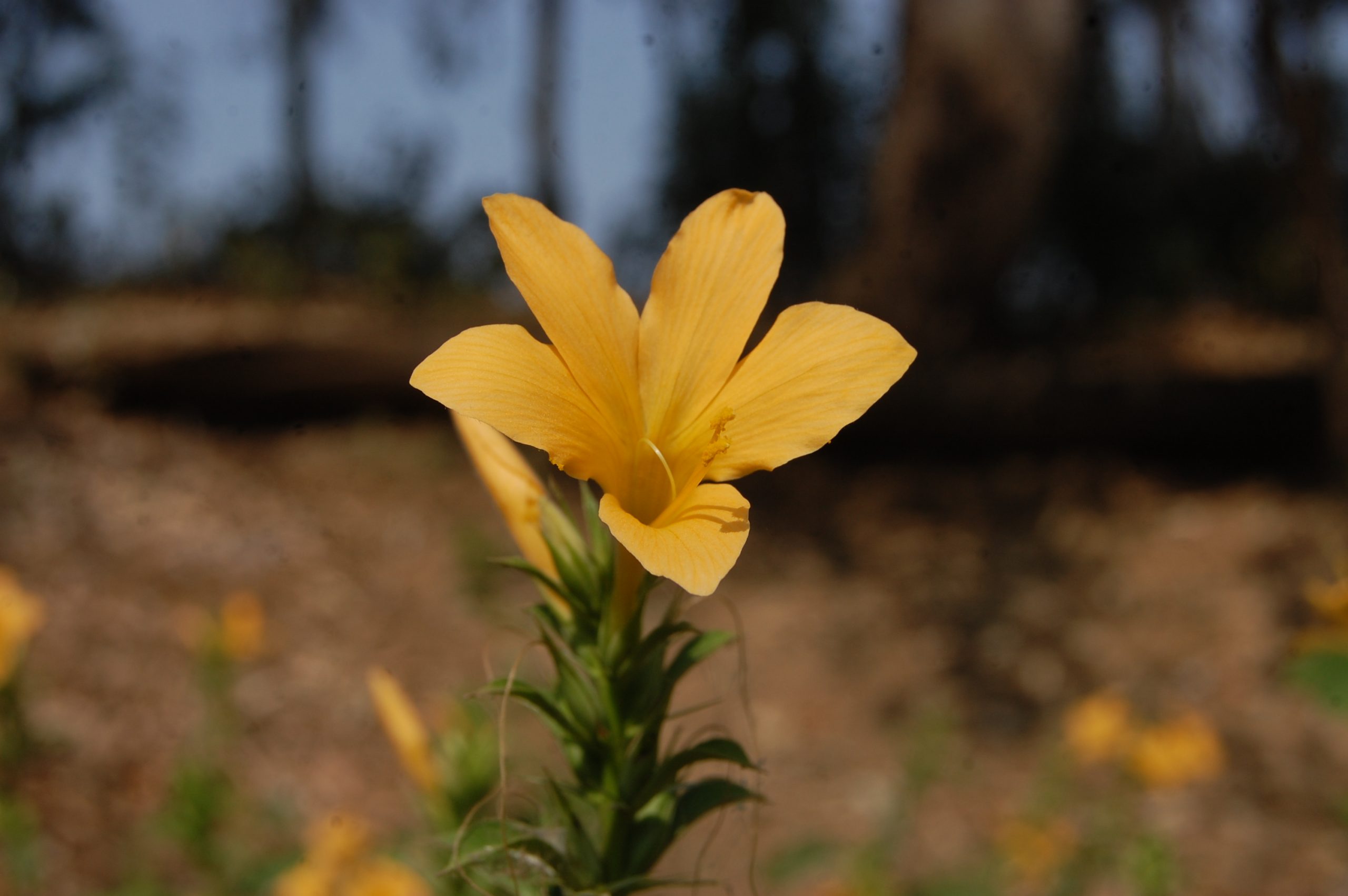 Flowering plant