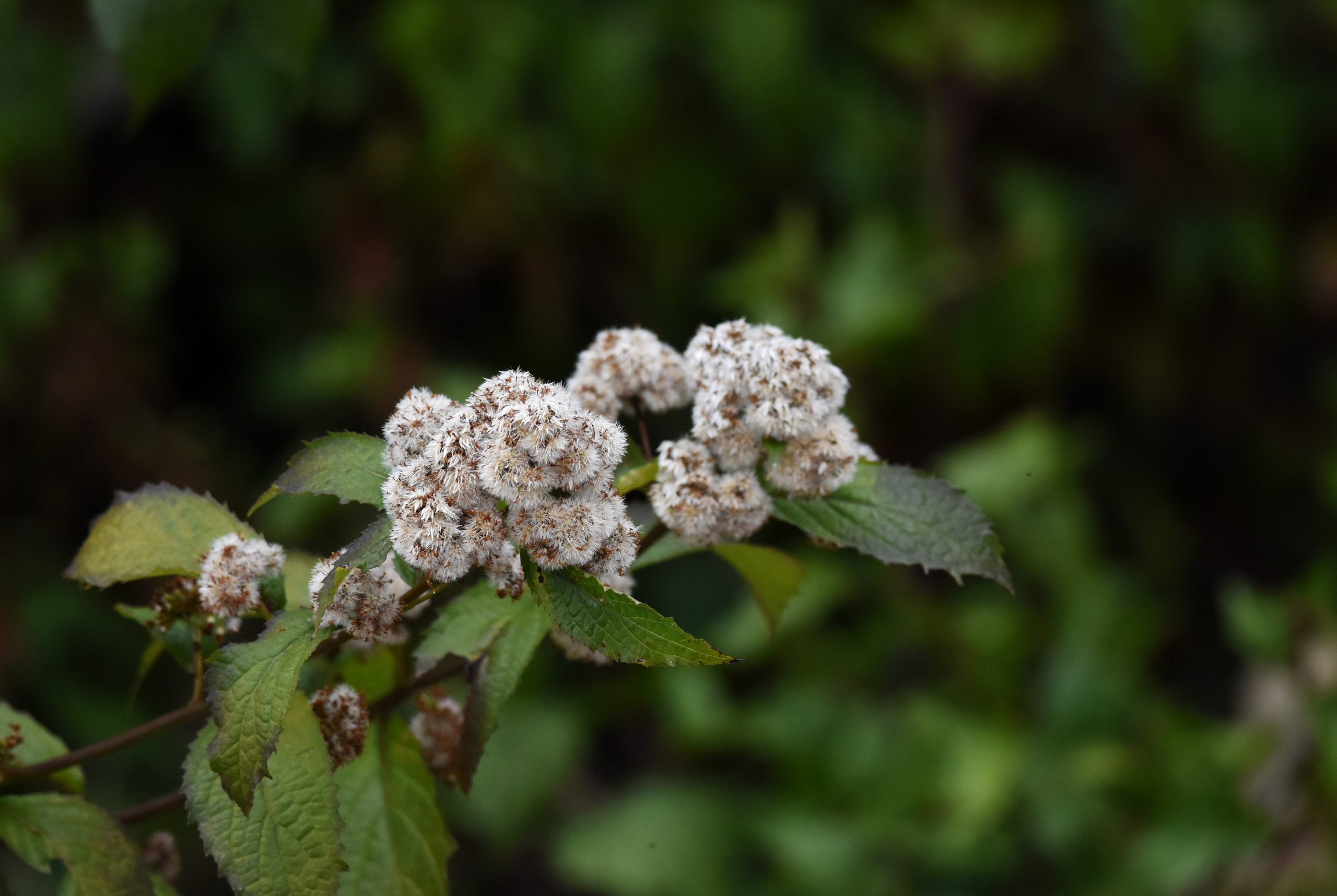 flower and leaves