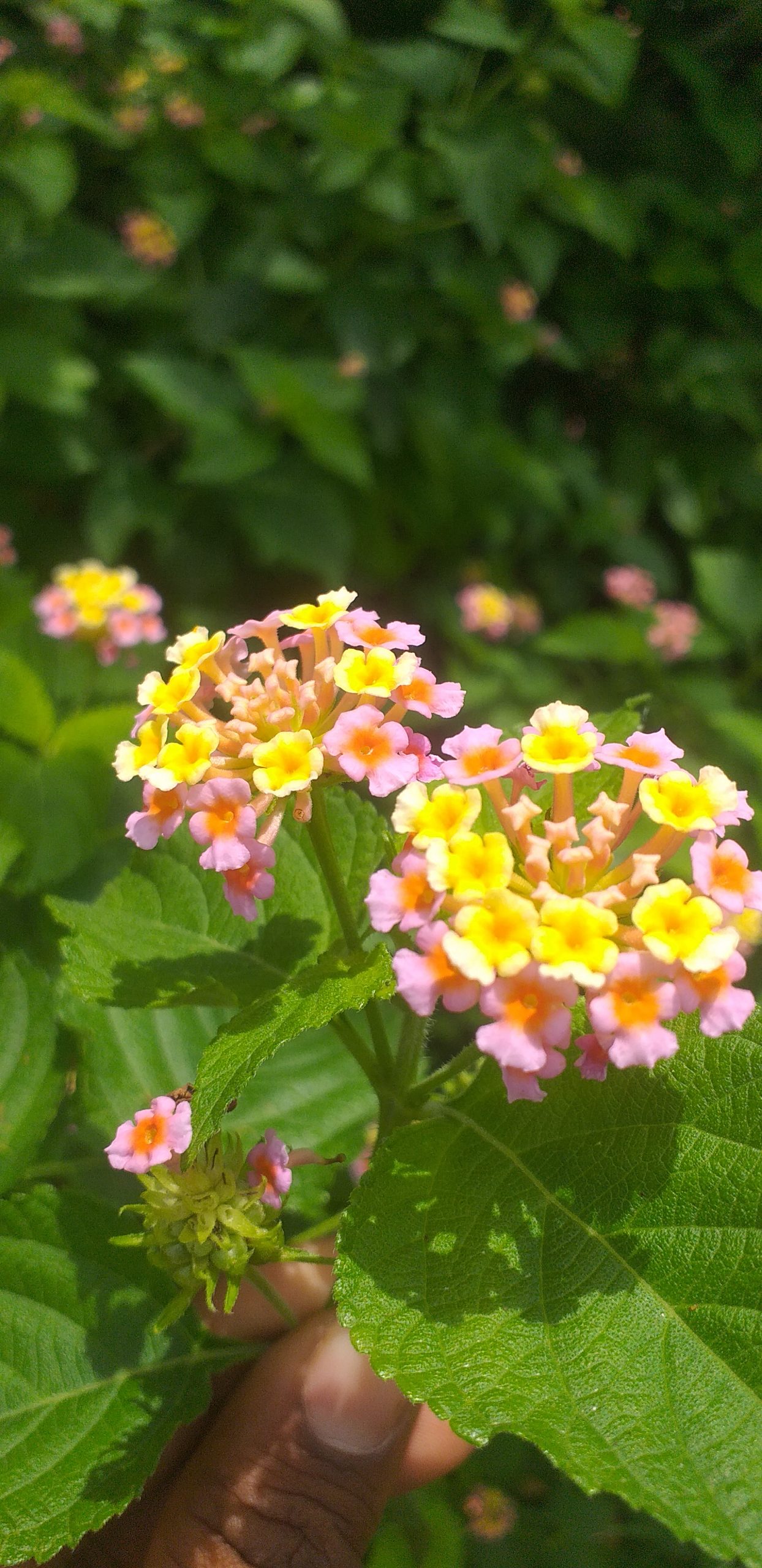 Flowering plant