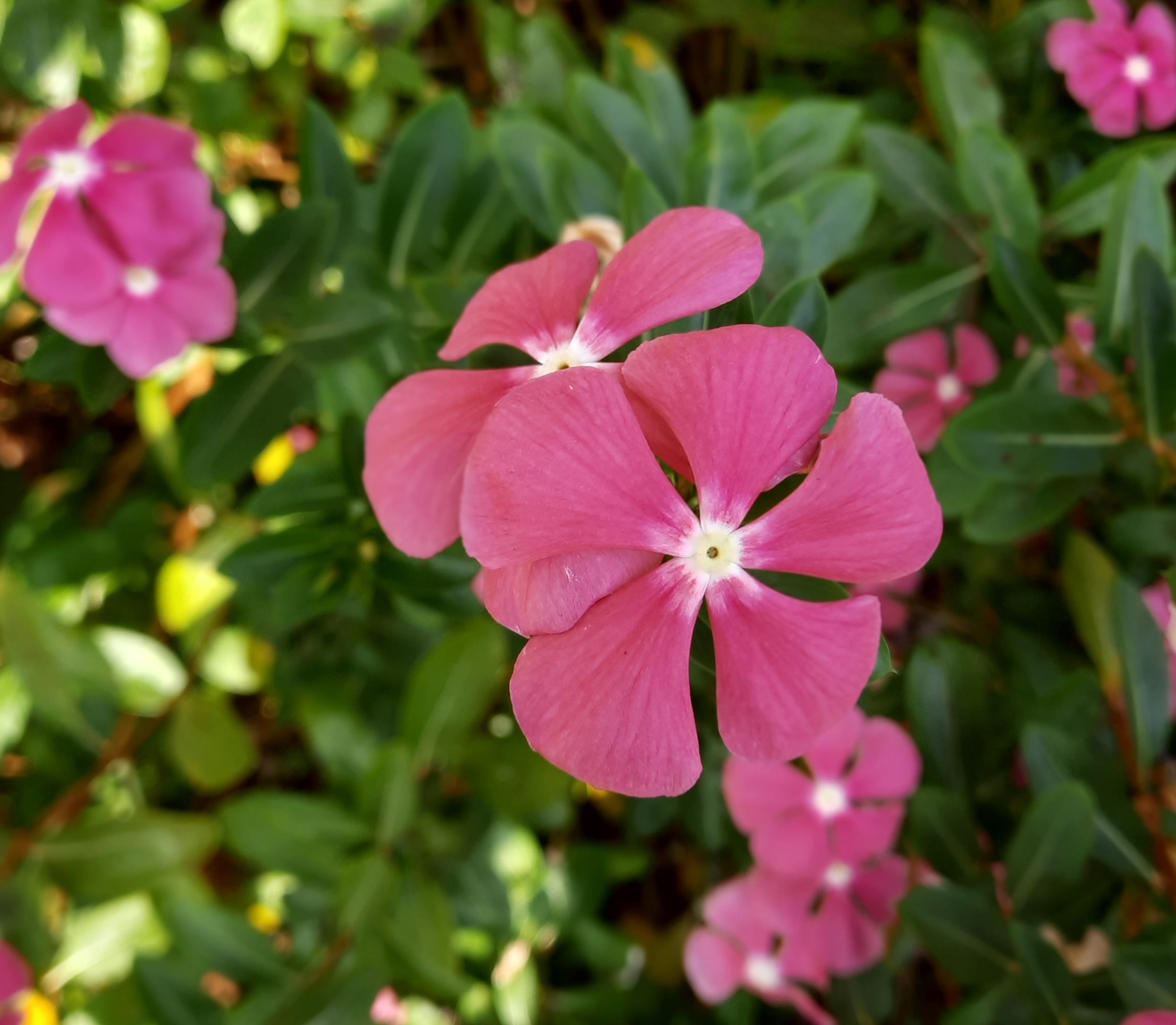 flowers