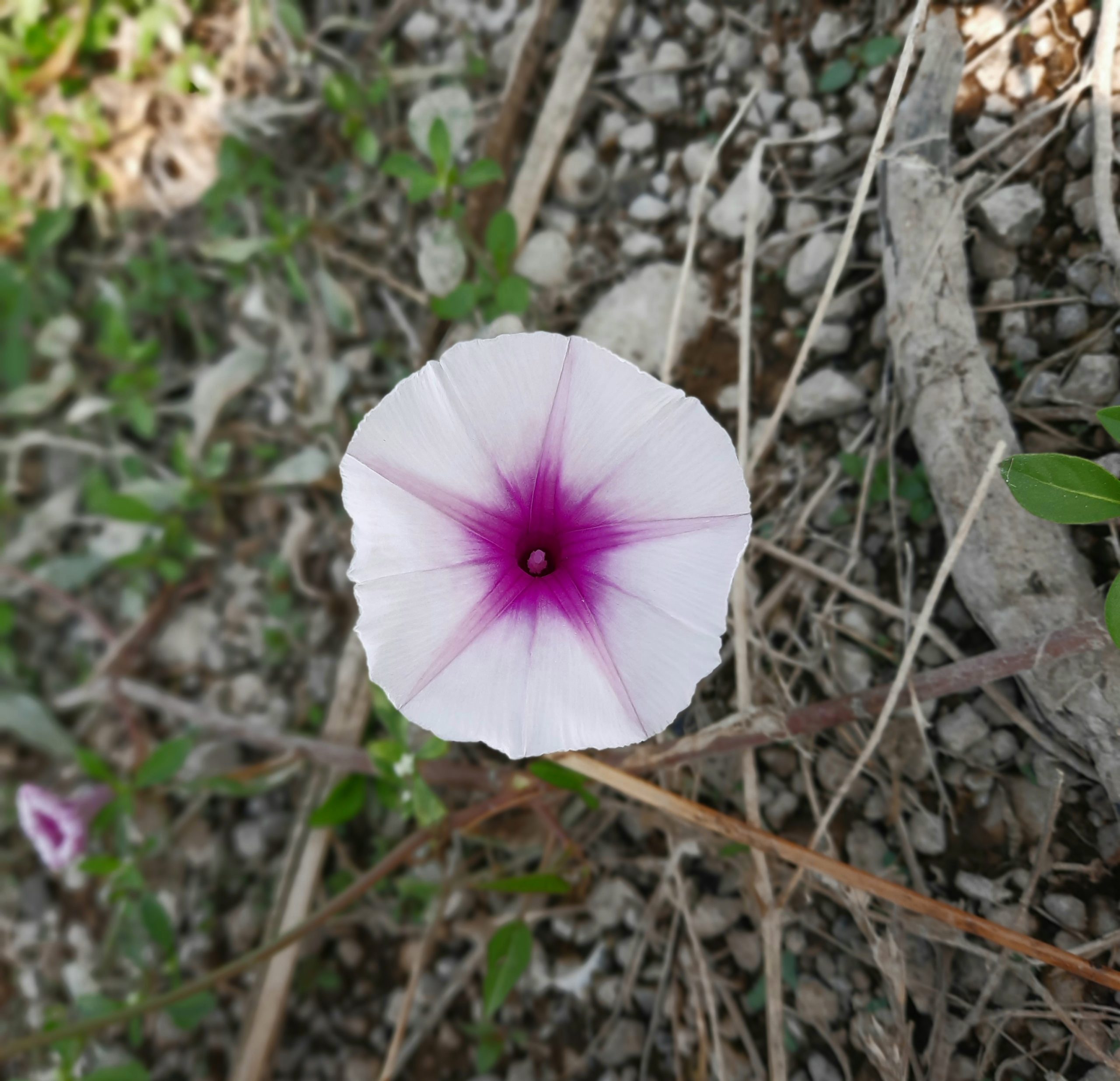 morning glora flower