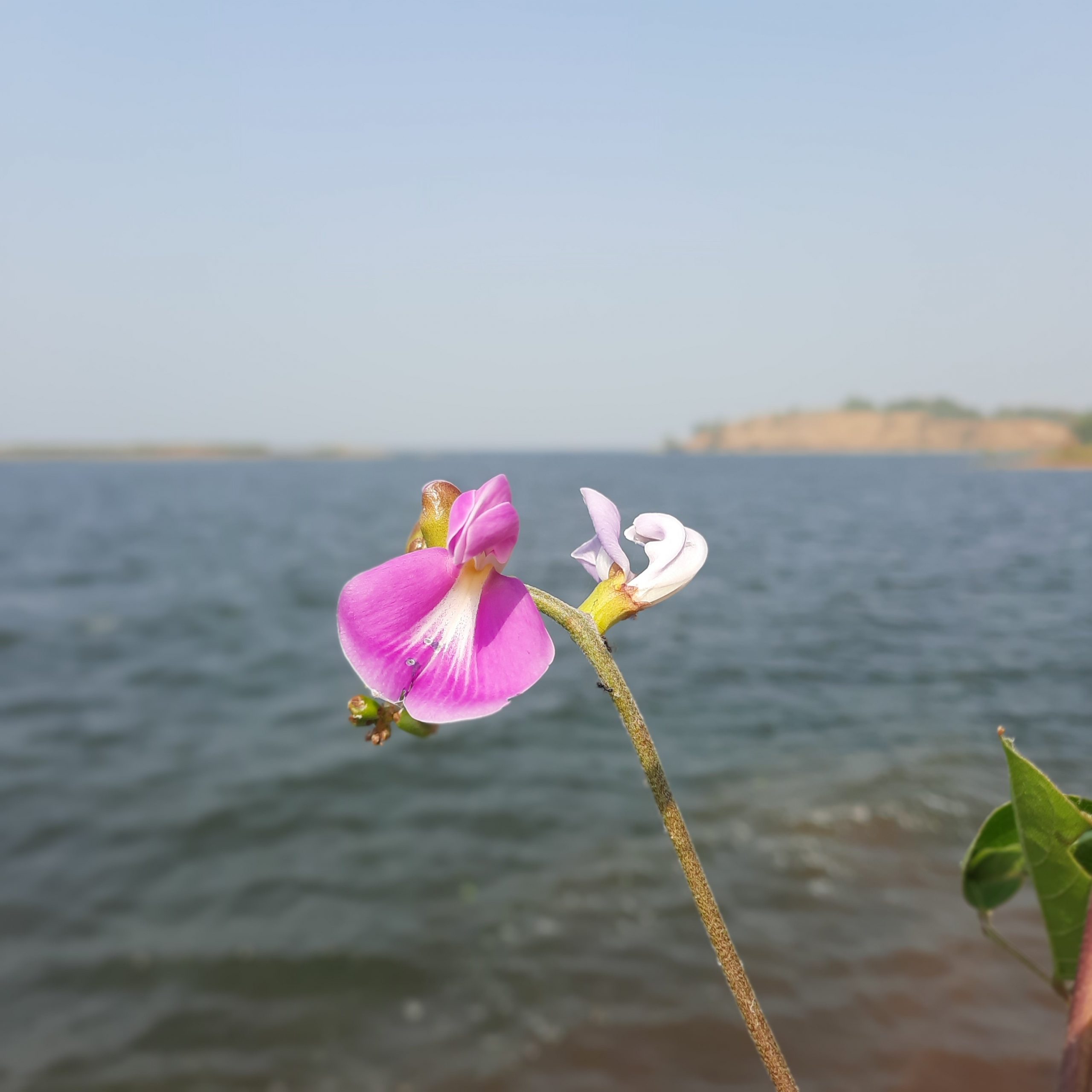 Flowering plant